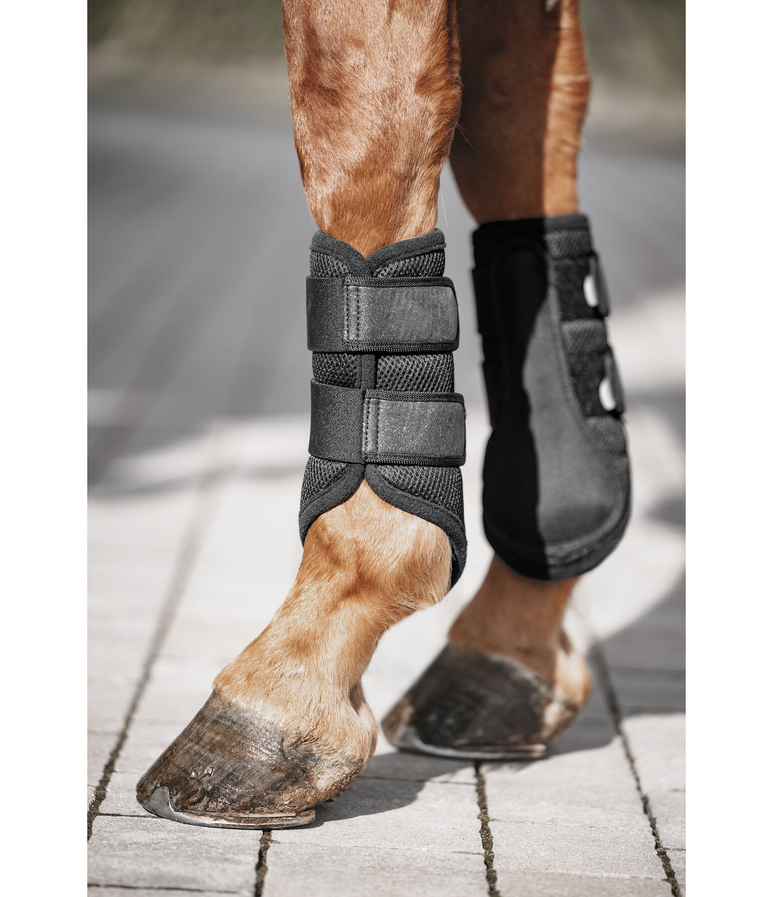 Gutres en mesh  Glitter, antrieurs