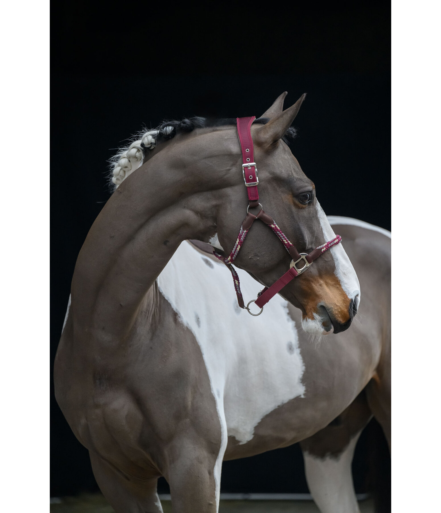 Licol anatomique  Sophistication