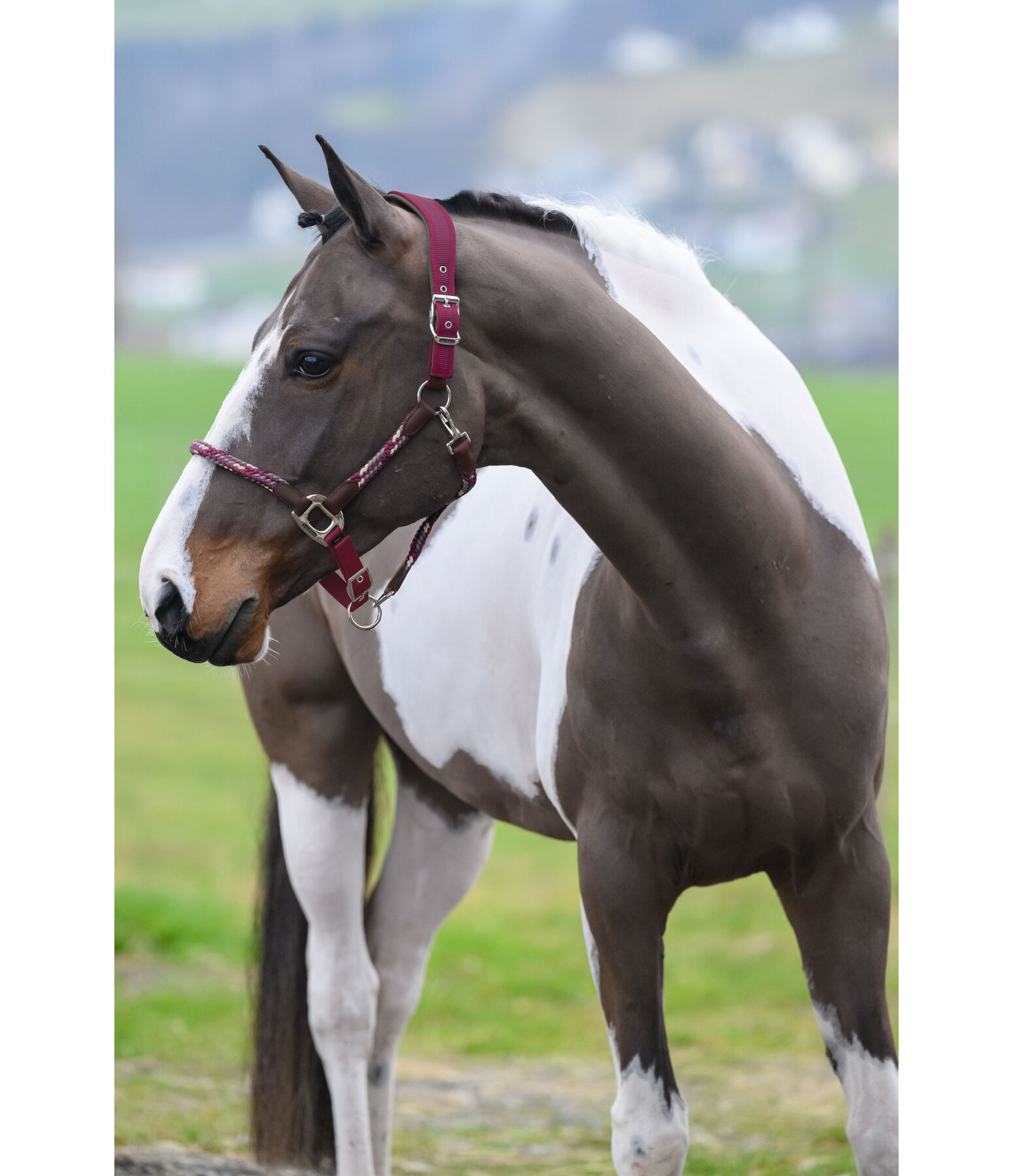 Licol anatomique  Sophistication