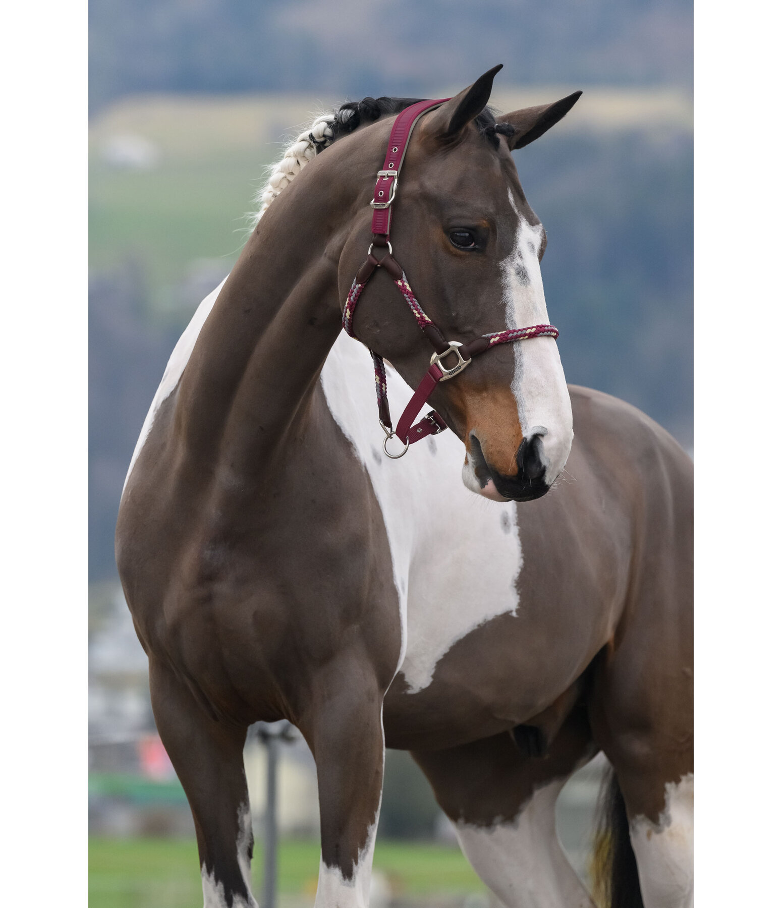 Licol anatomique  Sophistication