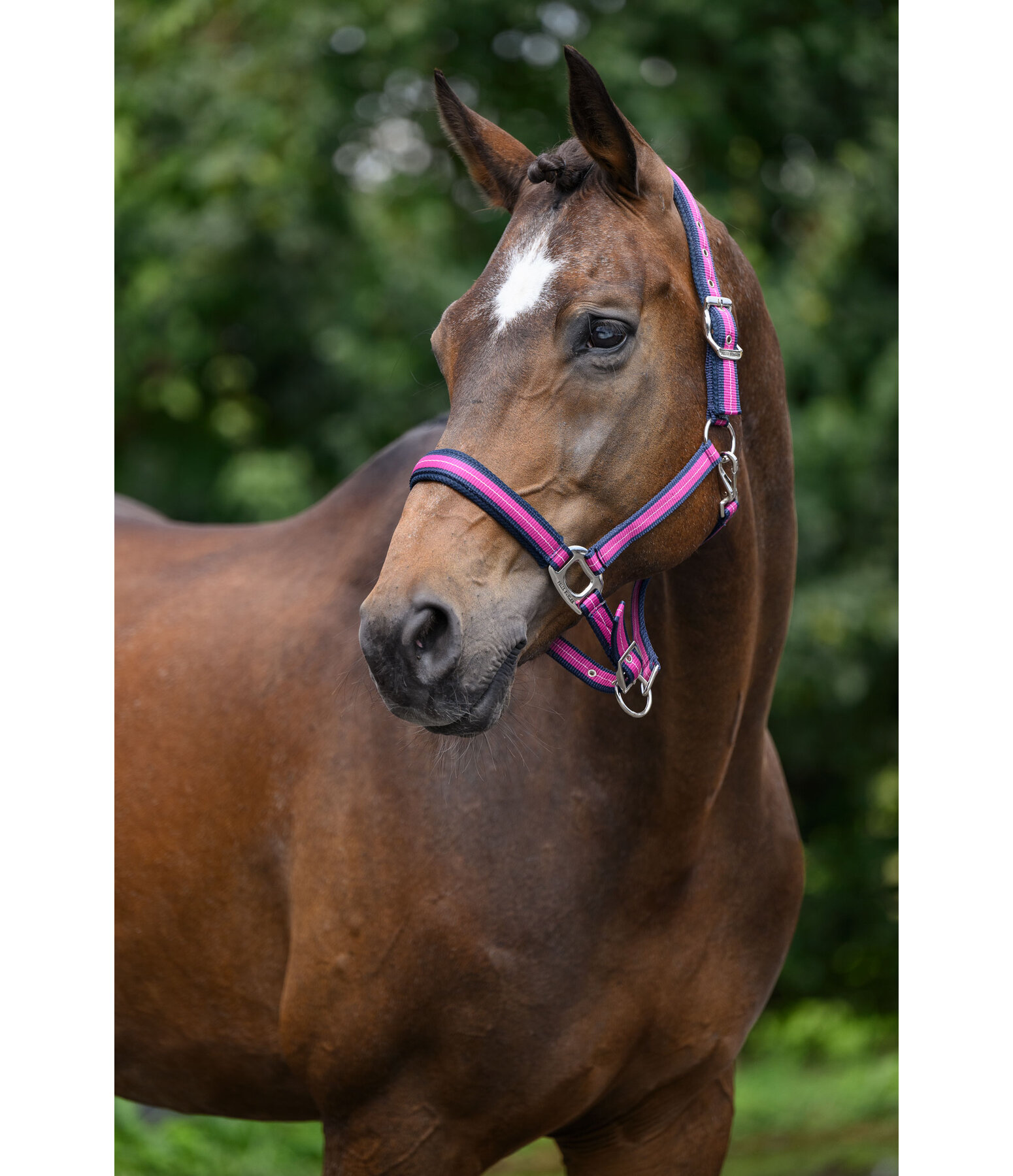 Licol  Swiss Design II