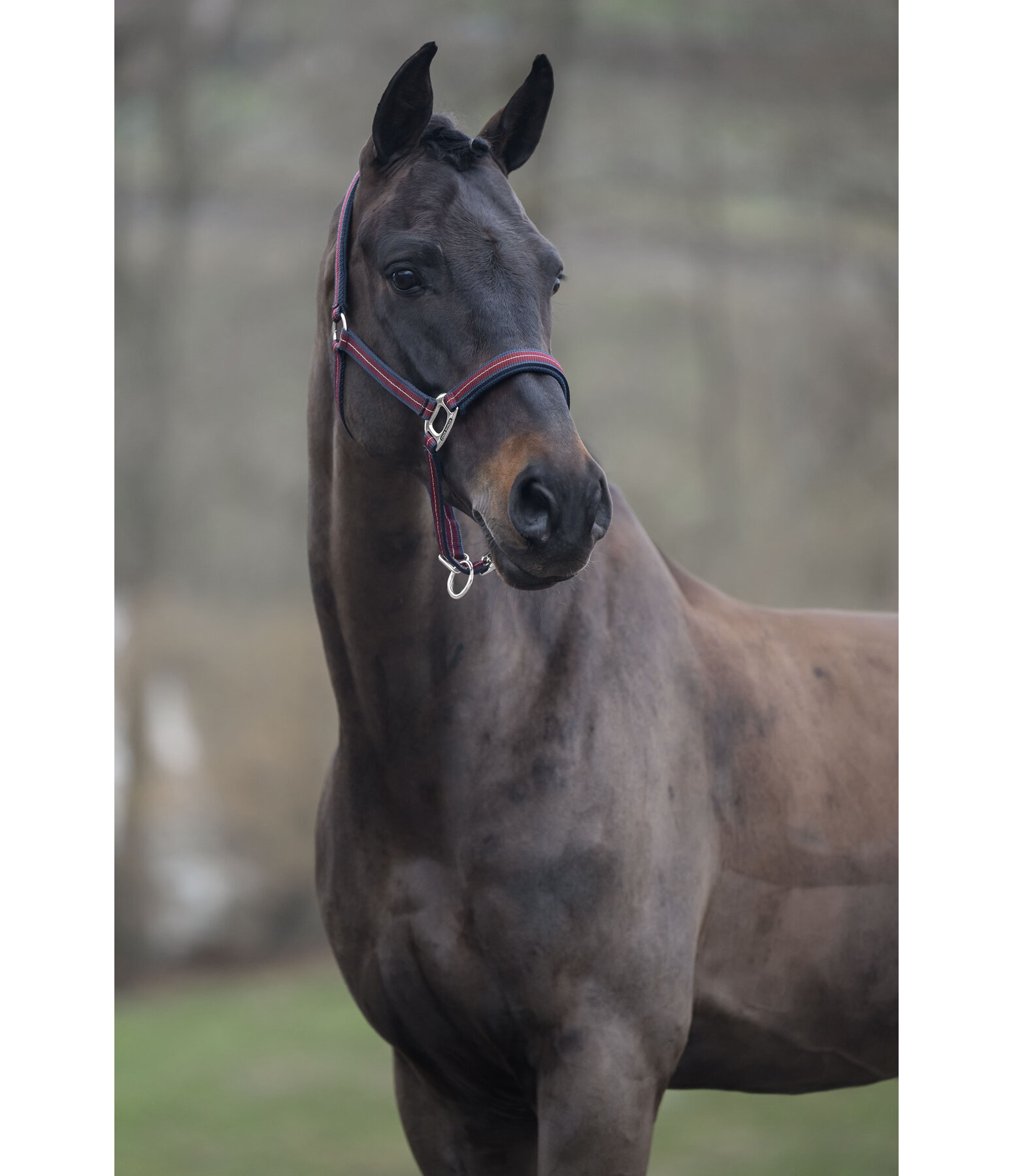 Licol  Swiss Design II