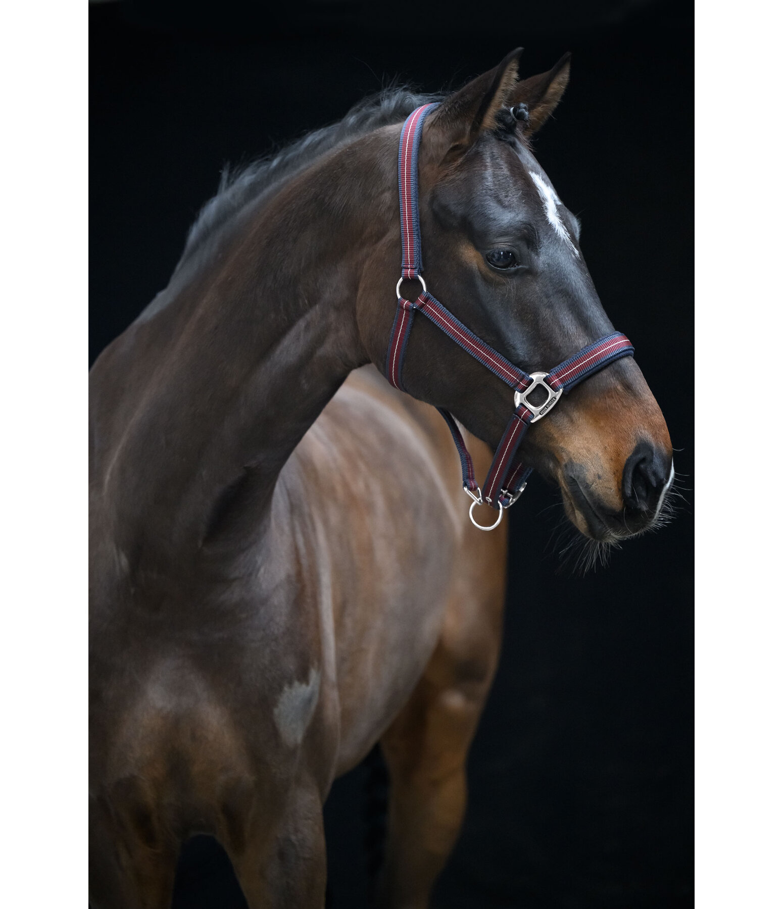 Licol  Swiss Design II