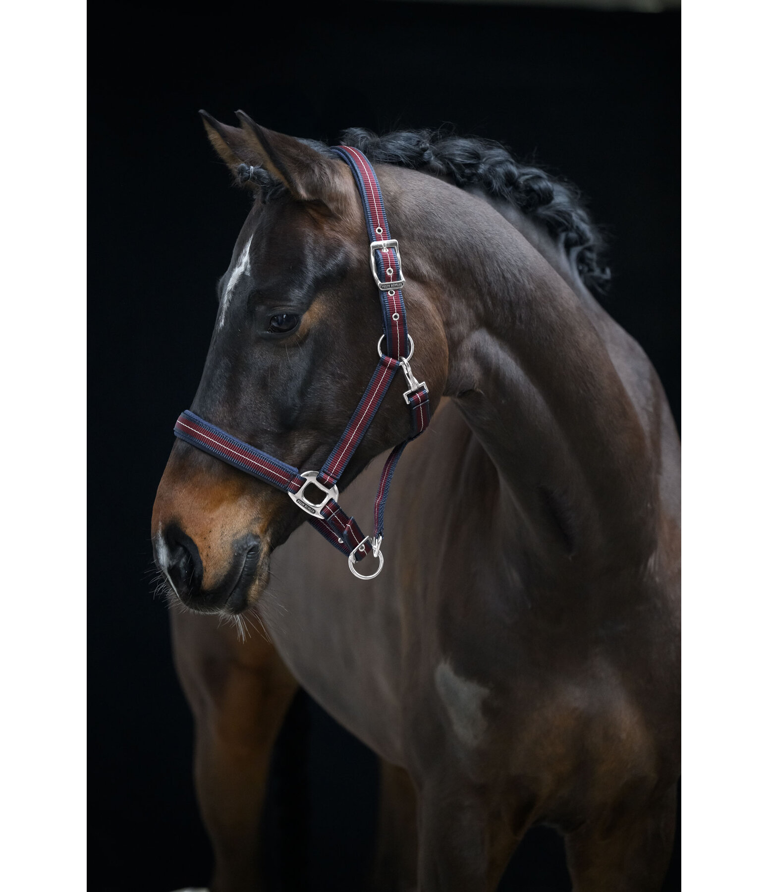 Licol  Swiss Design II