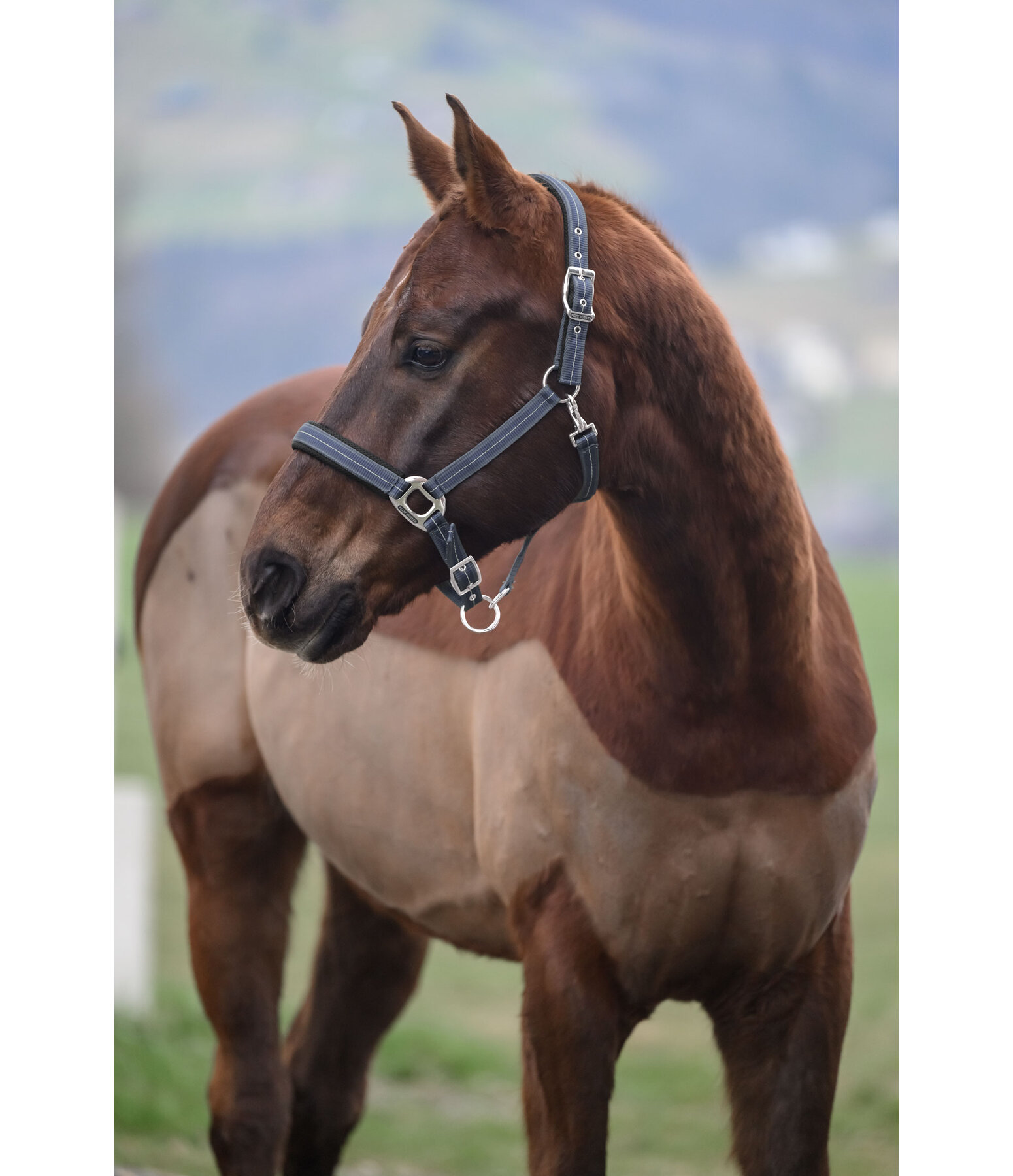 Licol  Swiss Design II