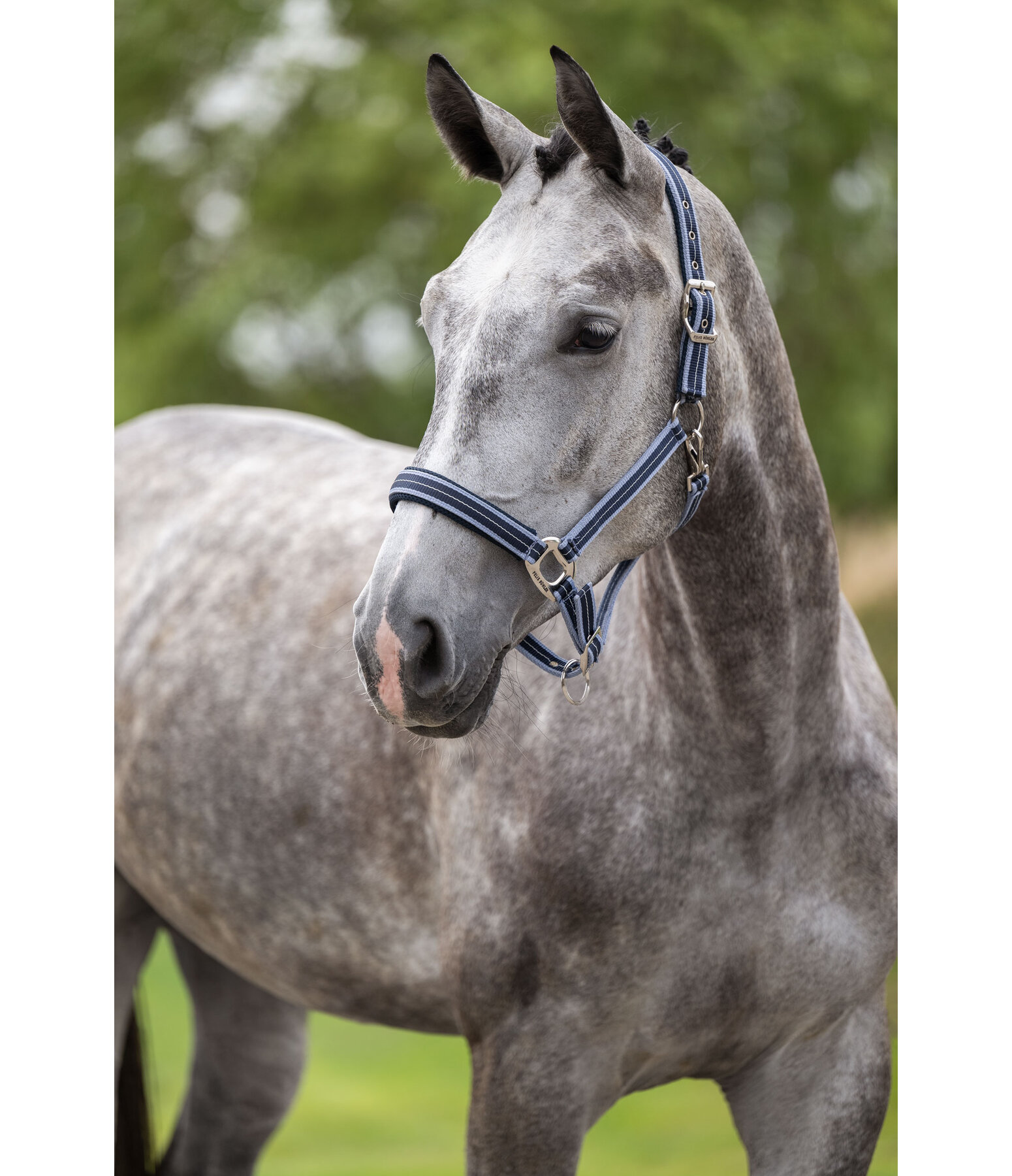 Licol  Swiss Design II