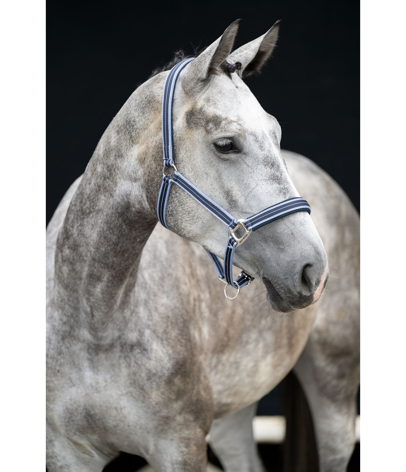 Licol  Swiss Design II