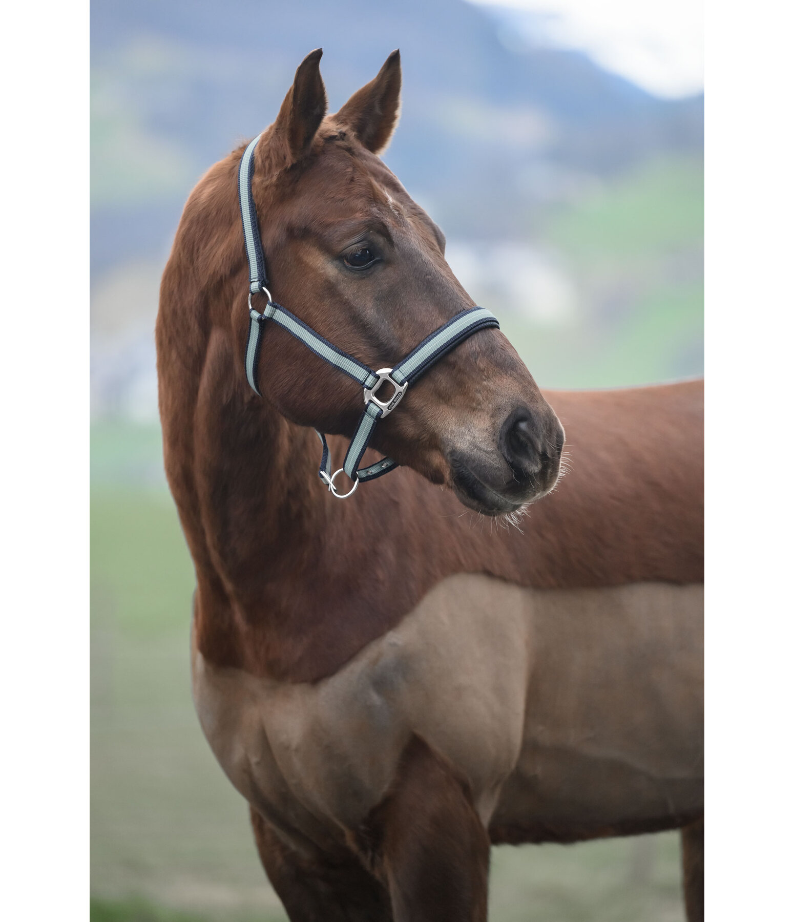 Licol  Swiss Design II