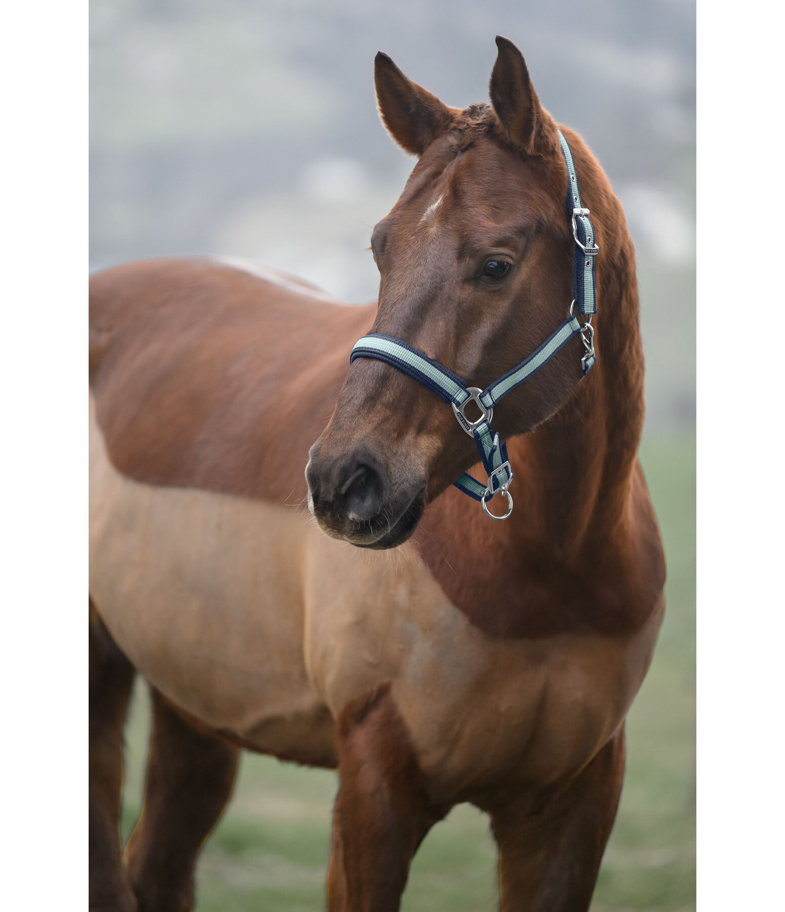 Licol  Swiss Design II