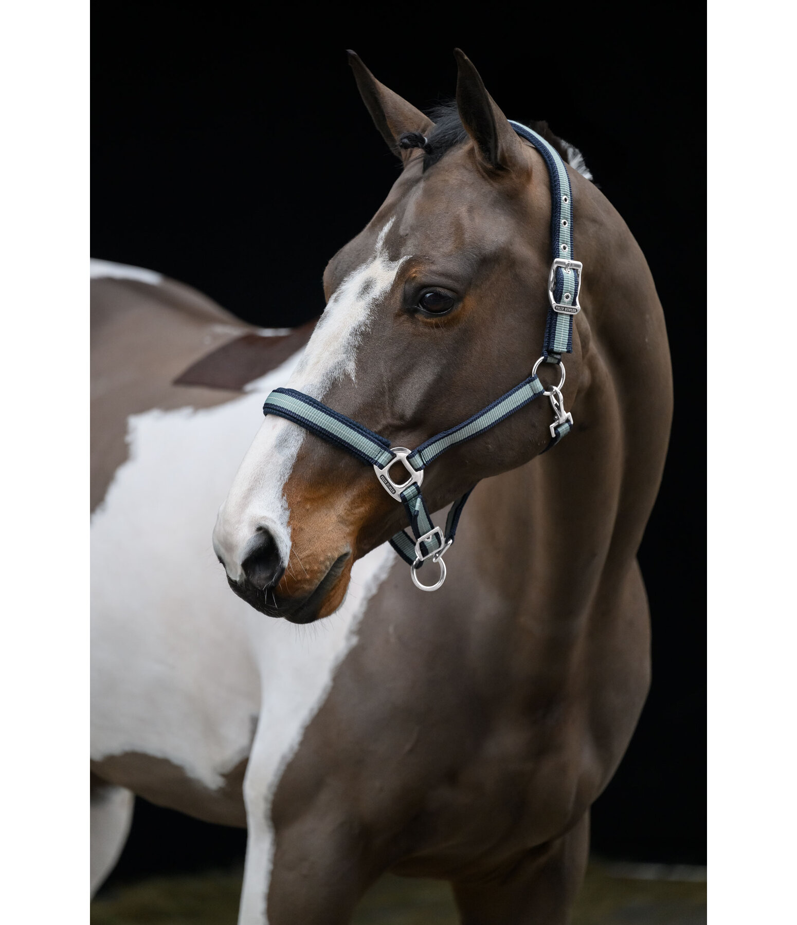 Licol  Swiss Design II