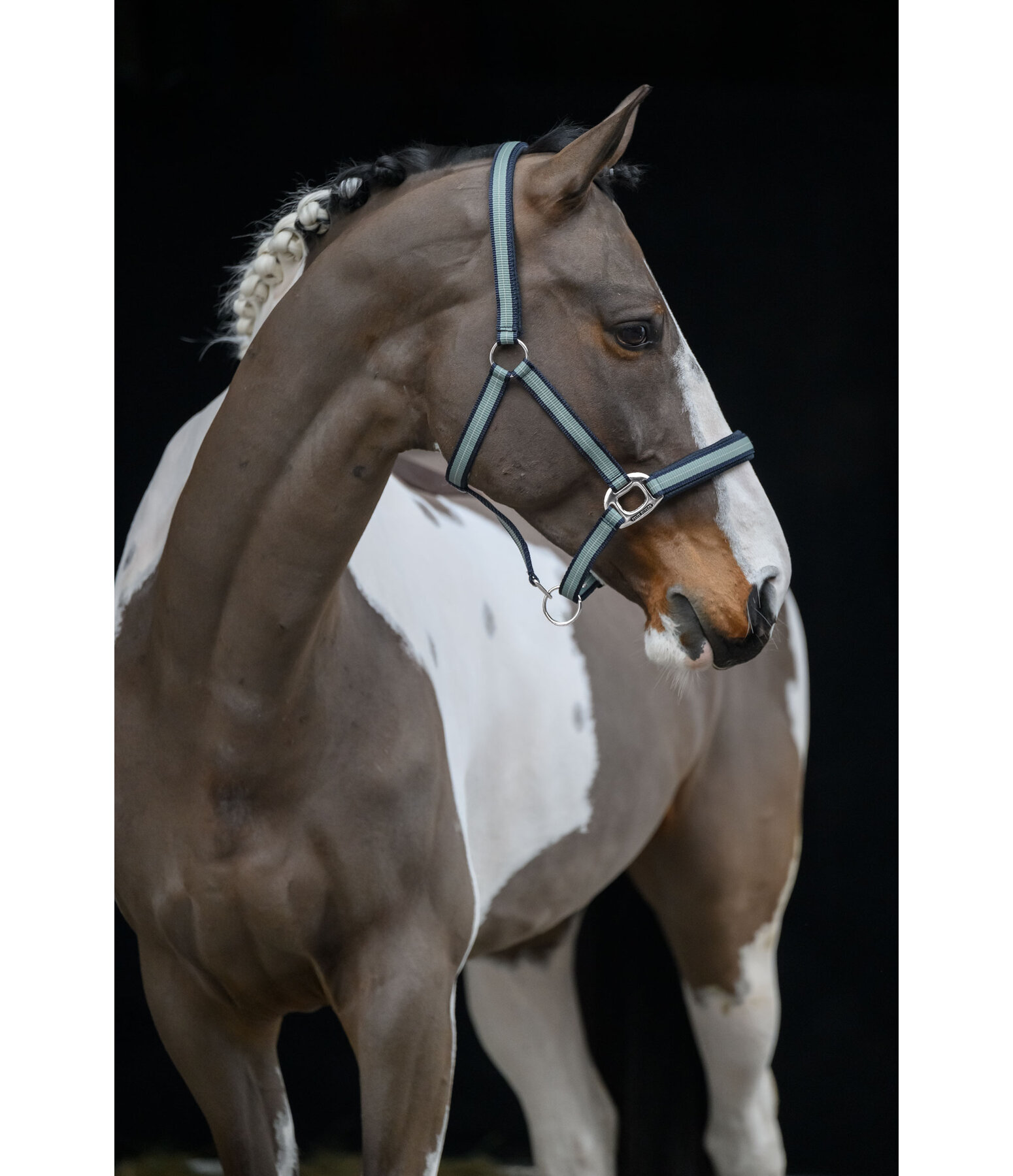 Licol  Swiss Design II