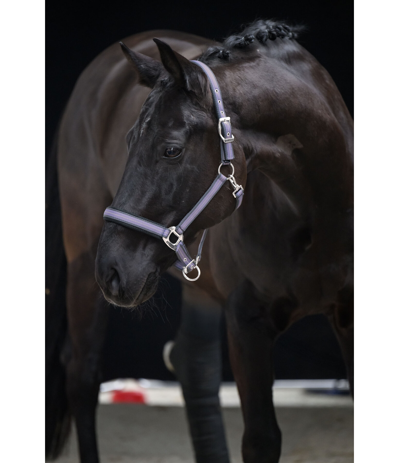 Licol  Swiss Design II