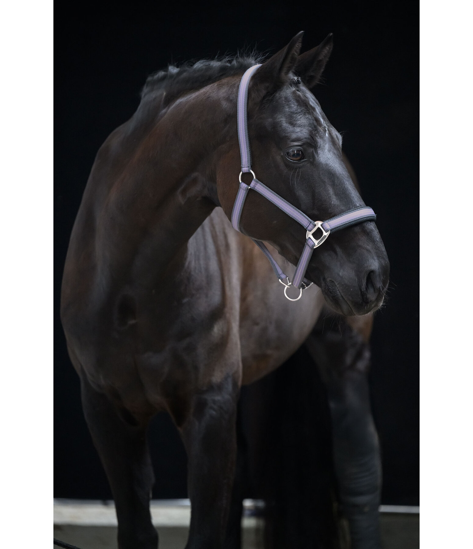 Licol  Swiss Design II