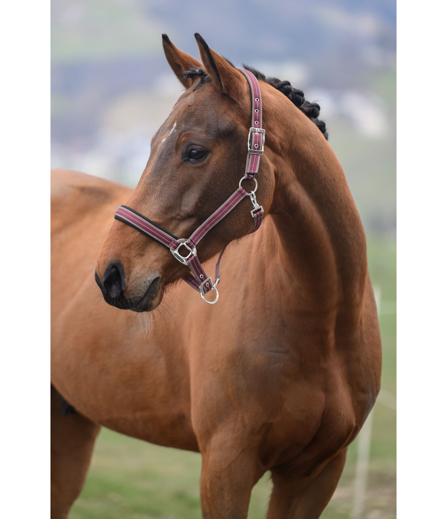 Licol  Swiss Design II