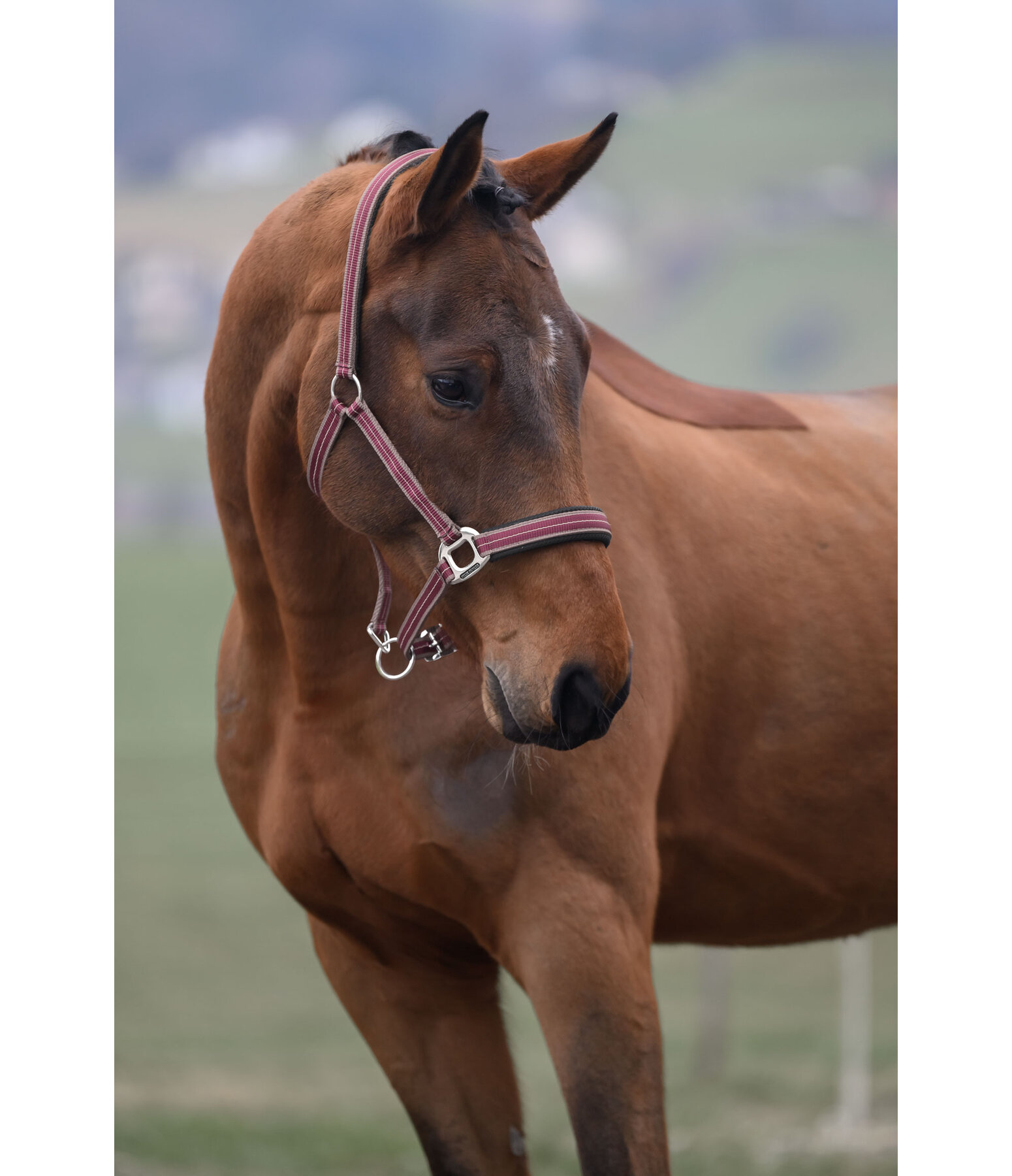 Licol  Swiss Design II