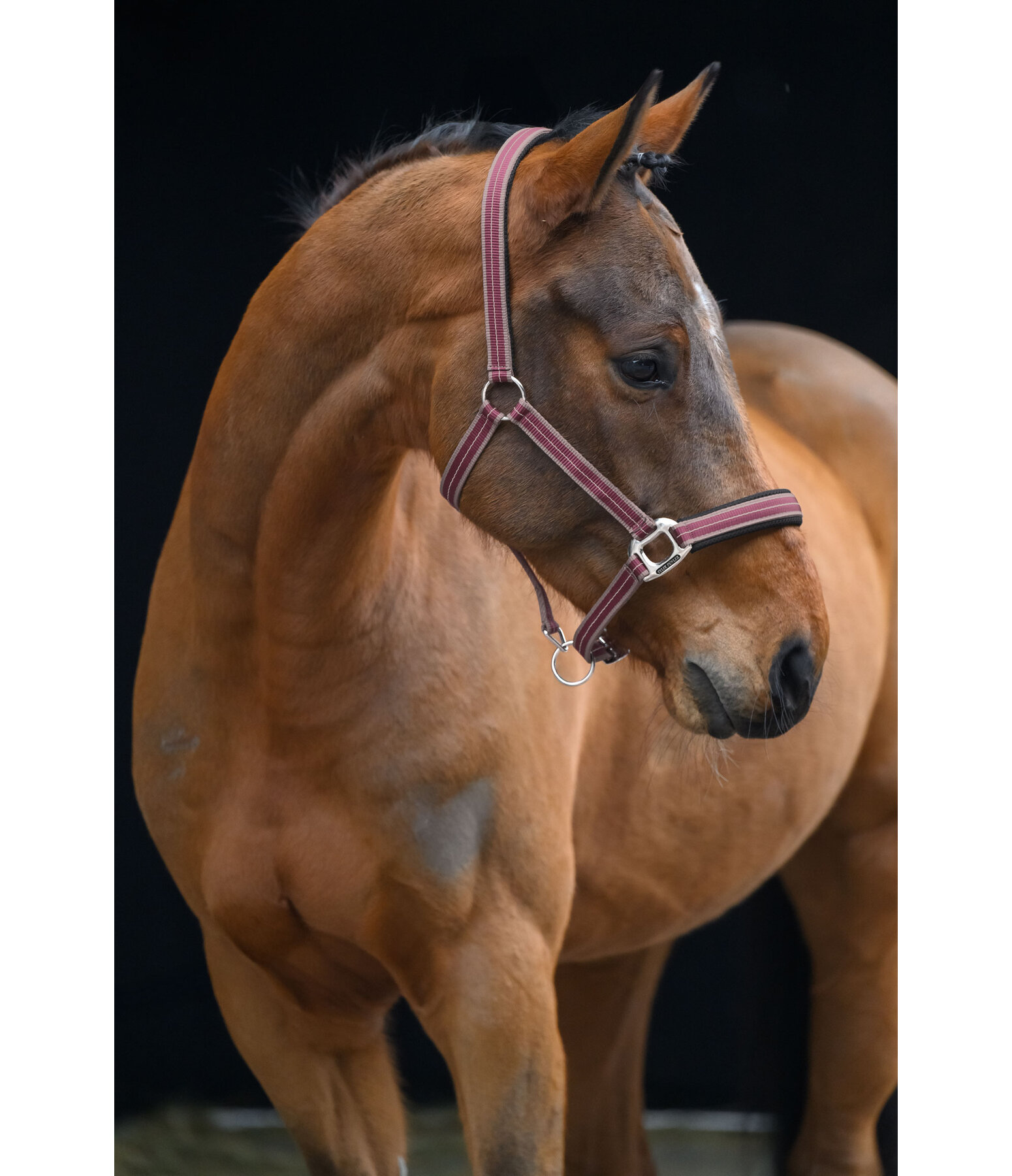 Licol  Swiss Design II