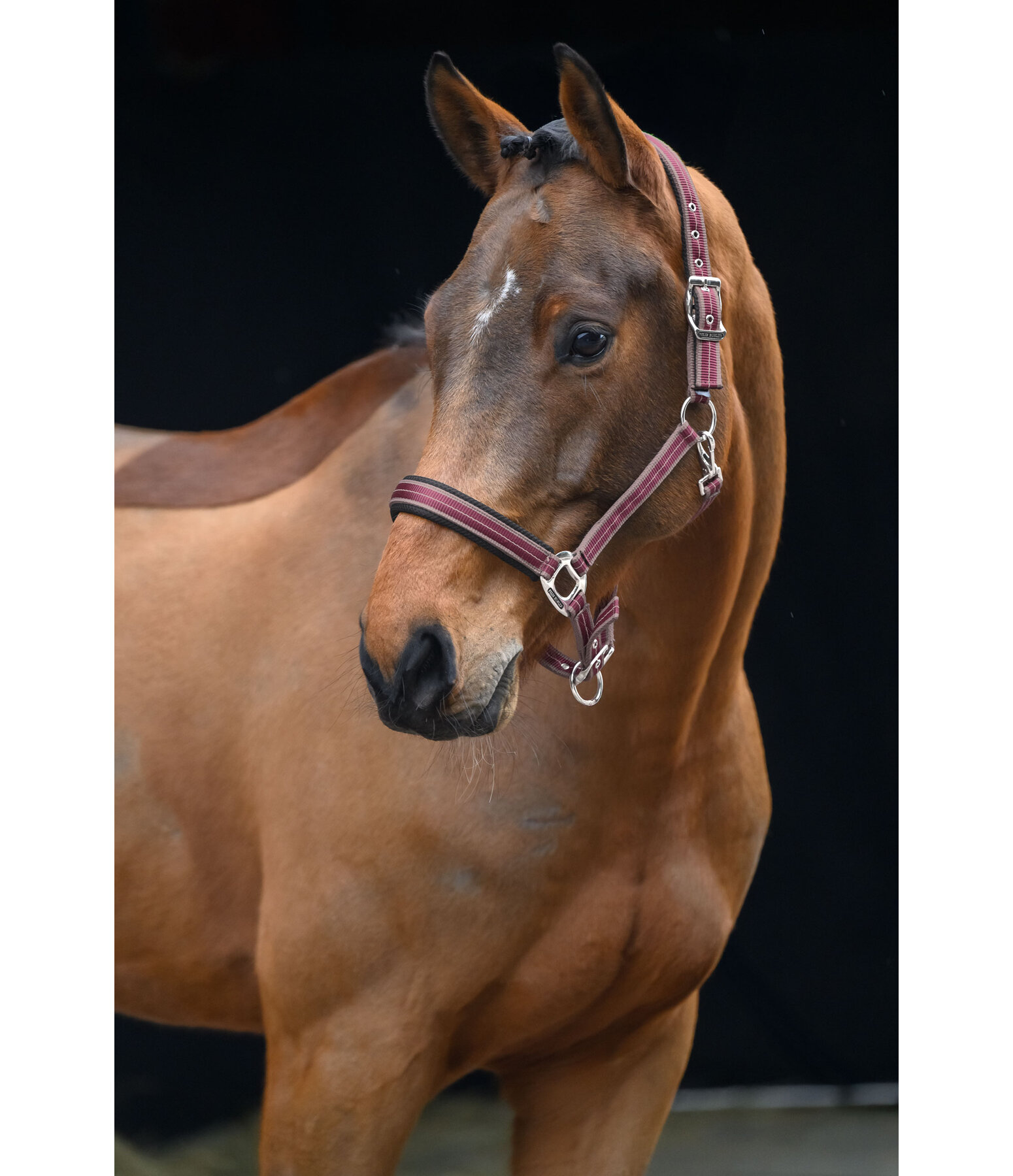 Licol  Swiss Design II