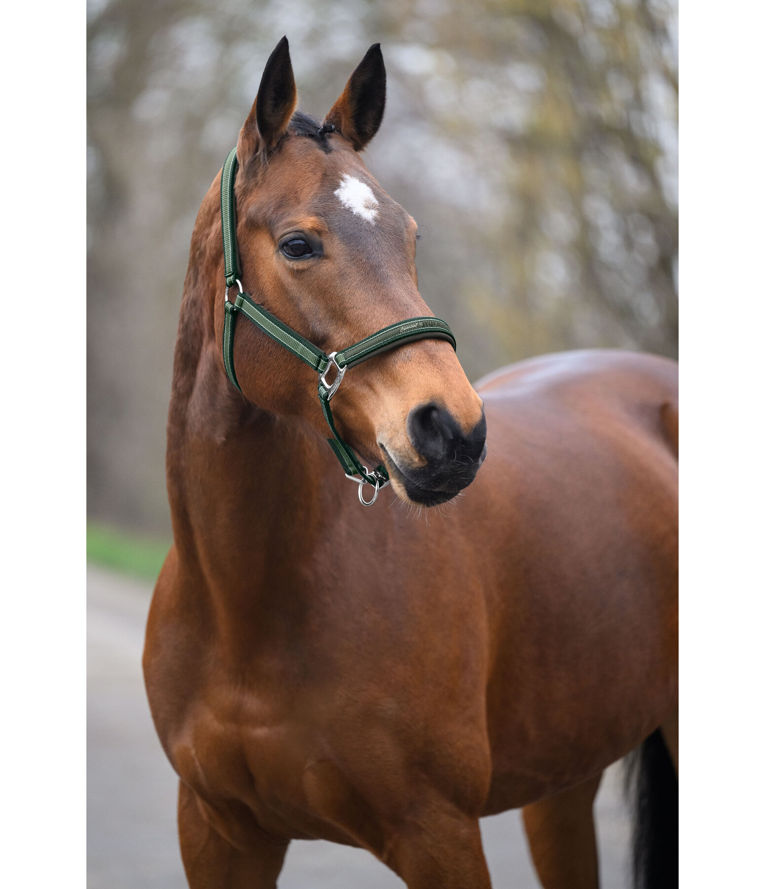 Licol  Essential II