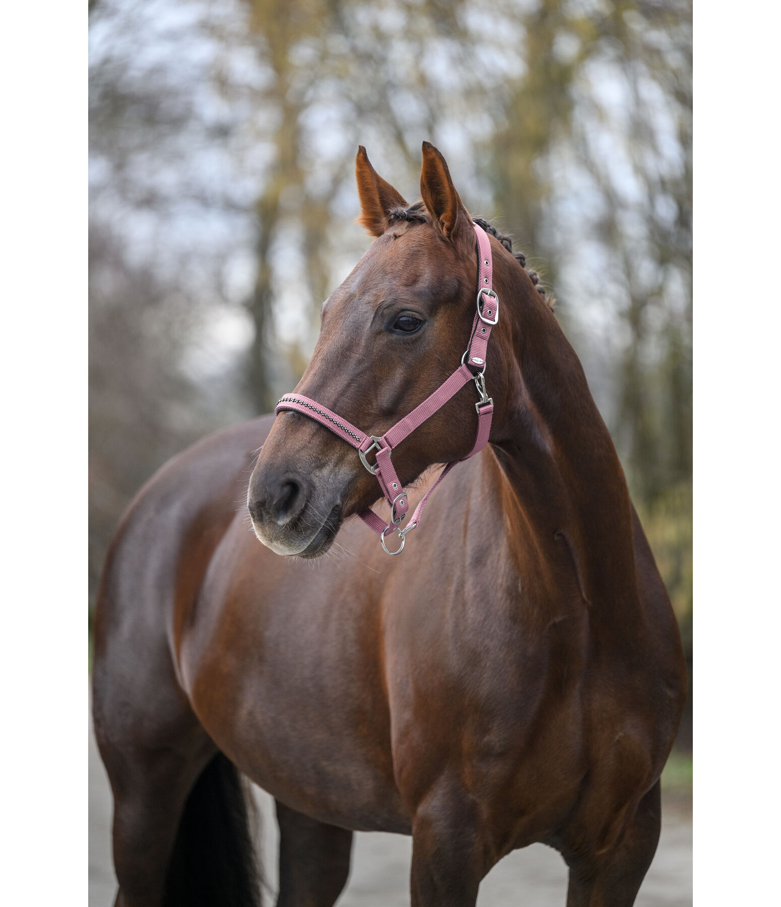 Licol  Twinkle