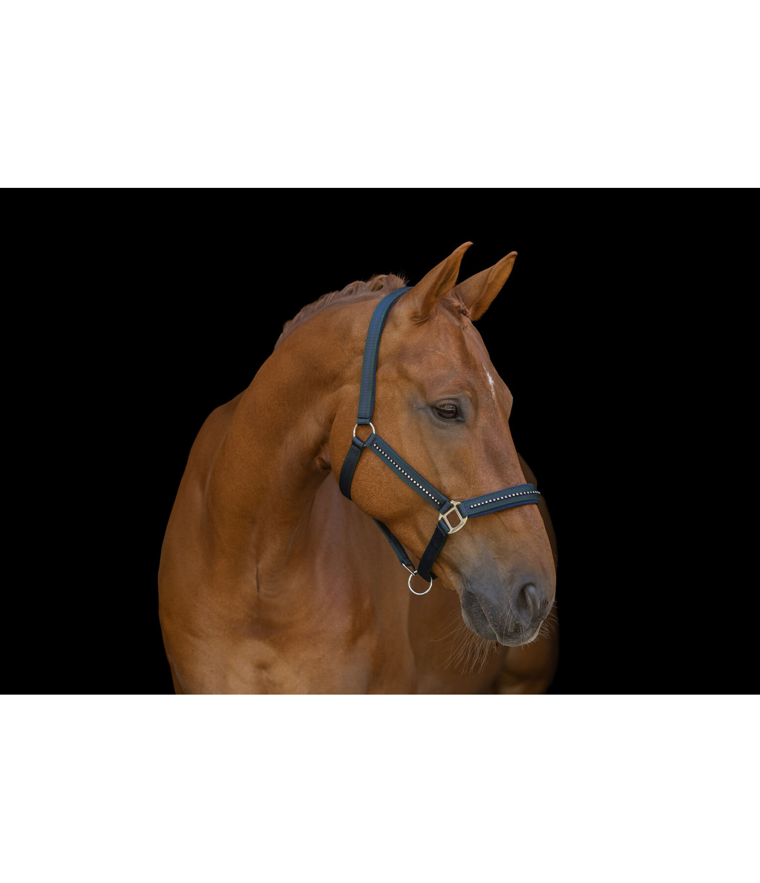 Licol  Twotone & Crystal