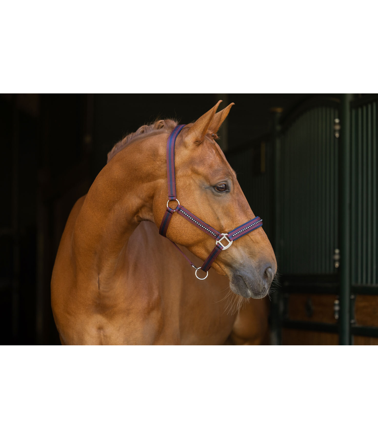 Licol  Twotone & Crystal