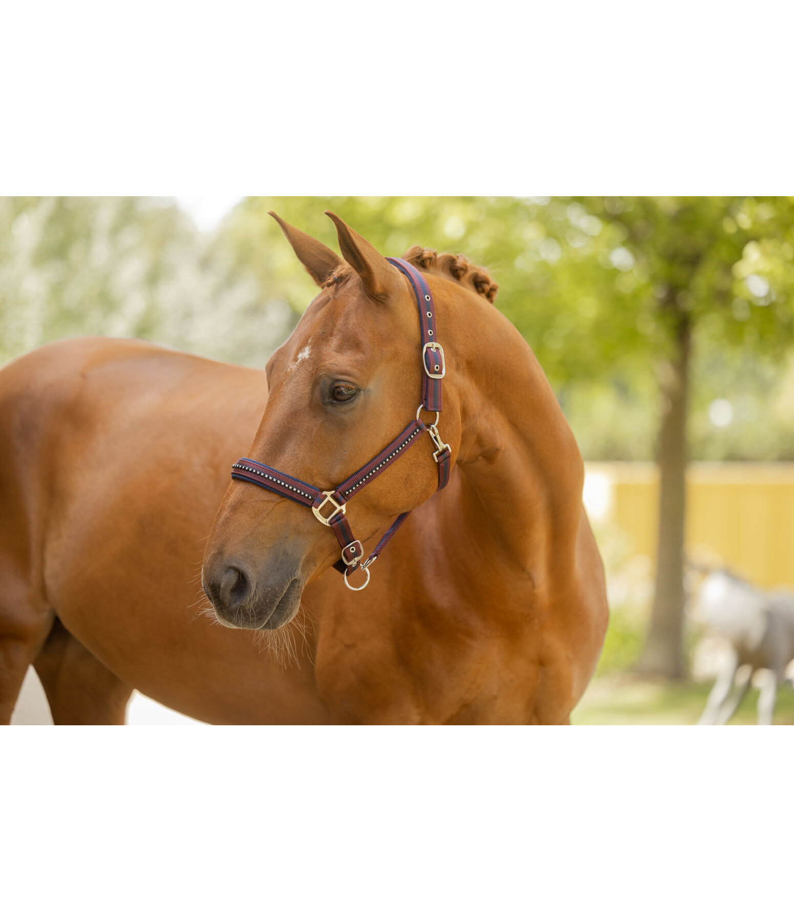 Licol  Twotone & Crystal