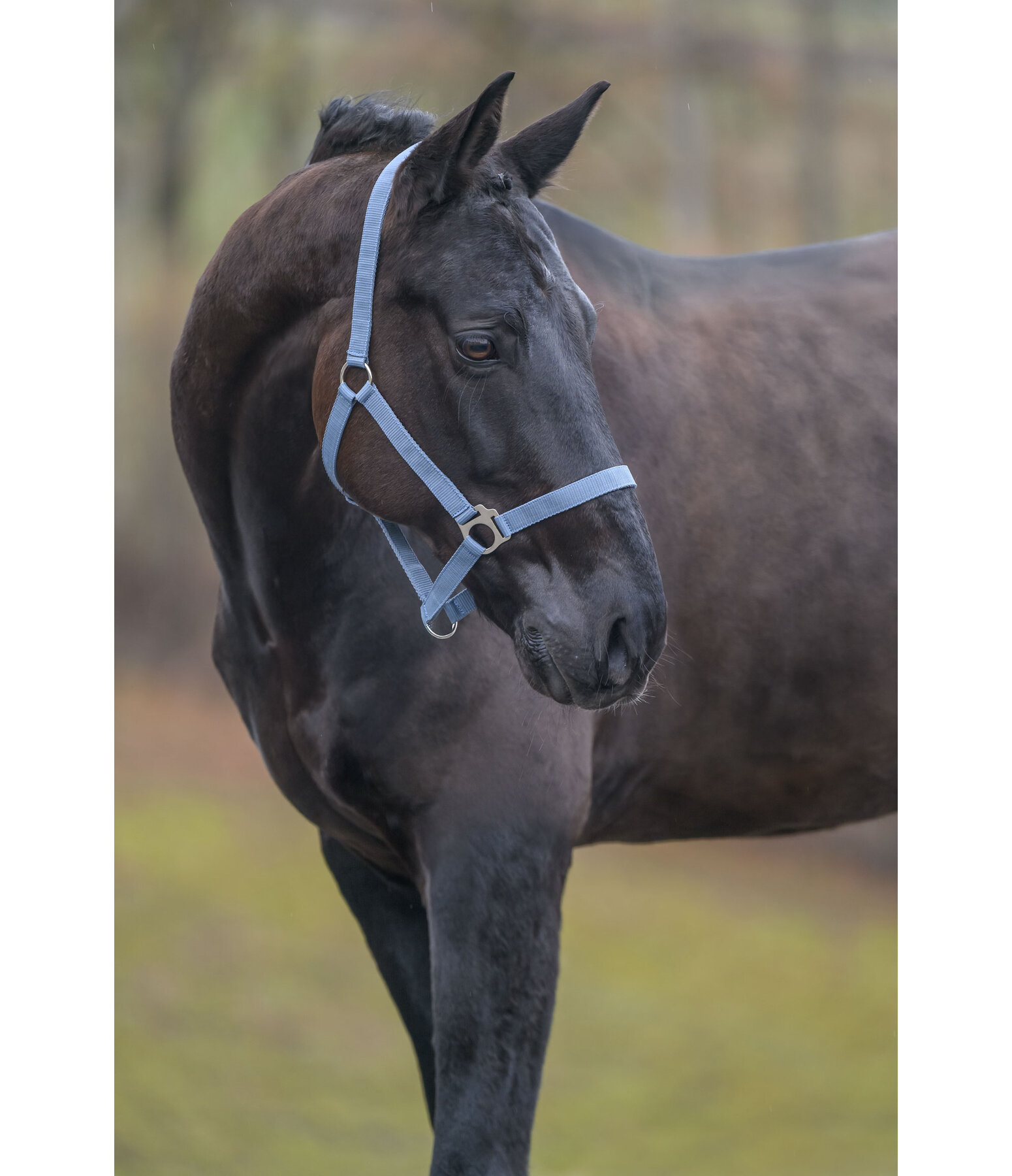 Licol en nylon  prix cass