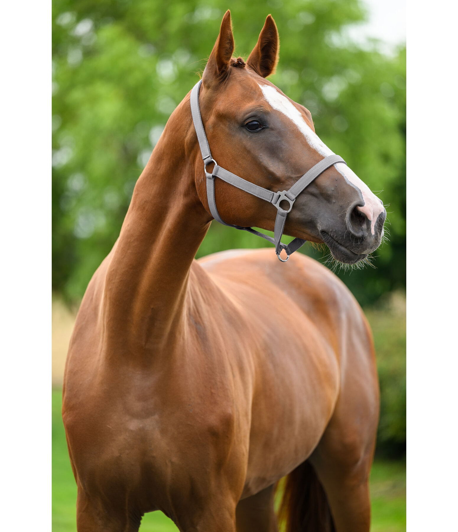 Licol en nylon � prix cass�