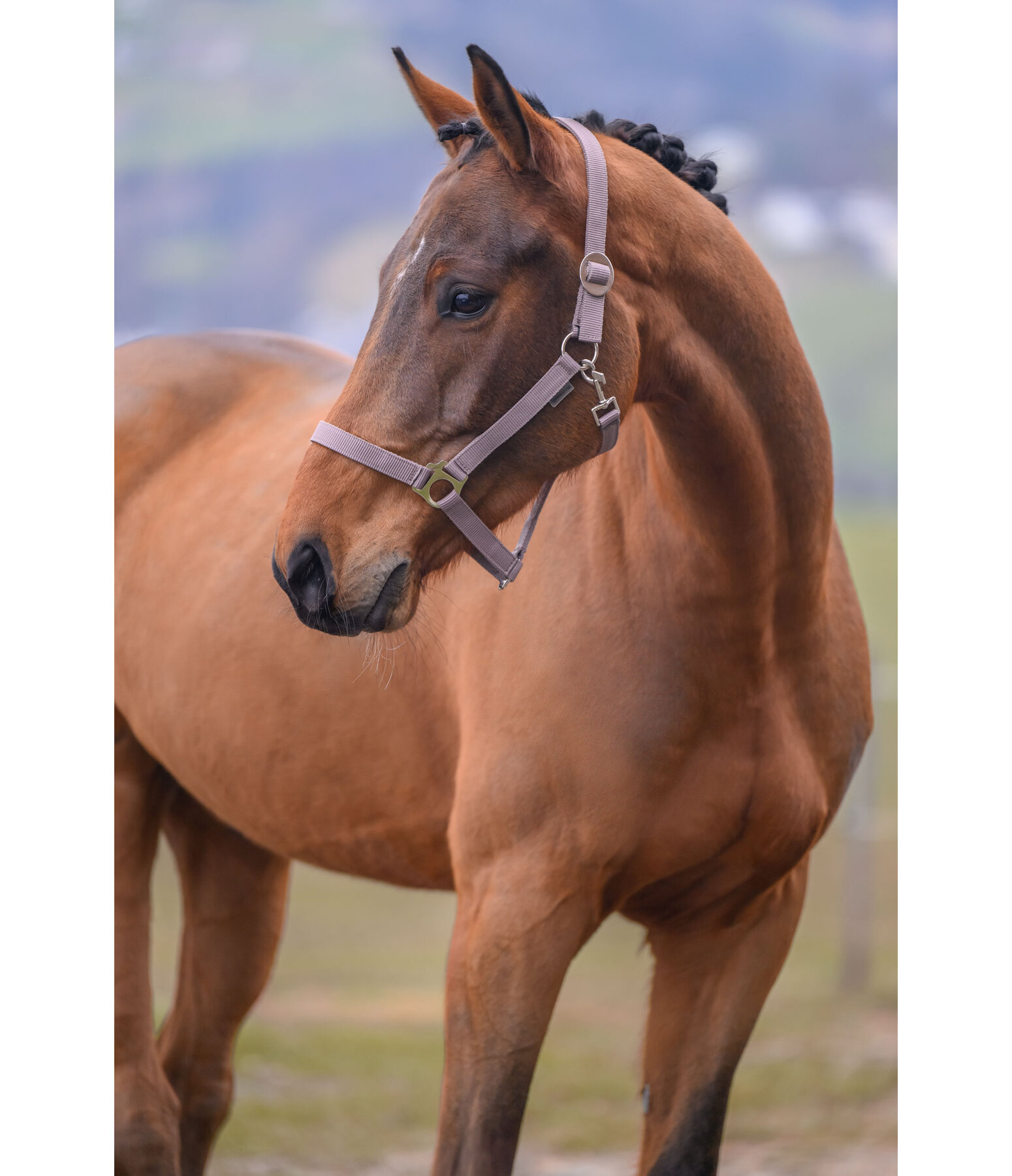 Licol en nylon  prix cass