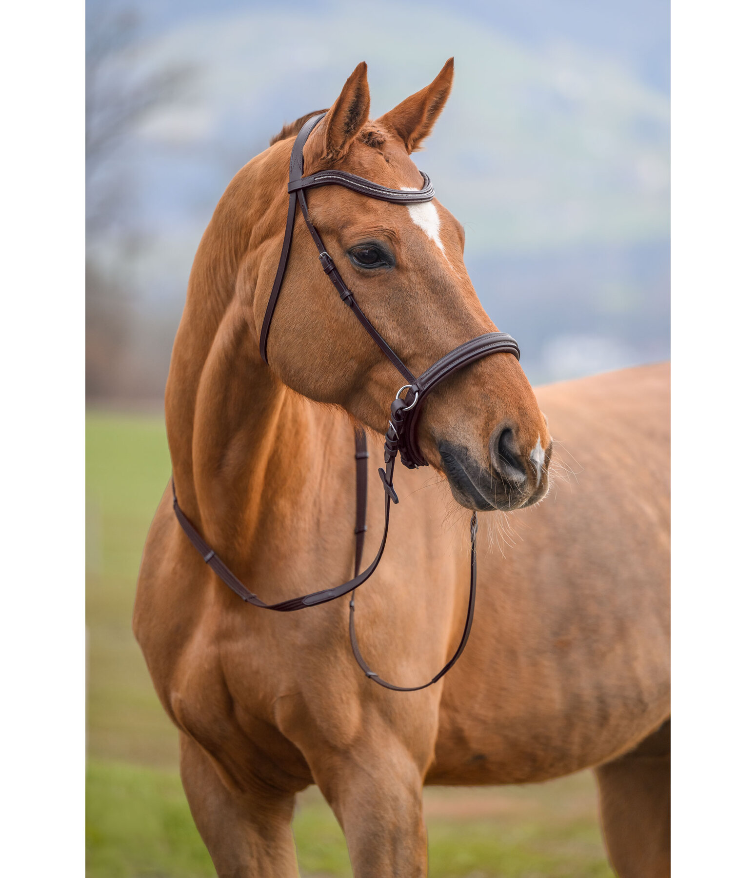 Bridon sans embouchure  Gentle Connection