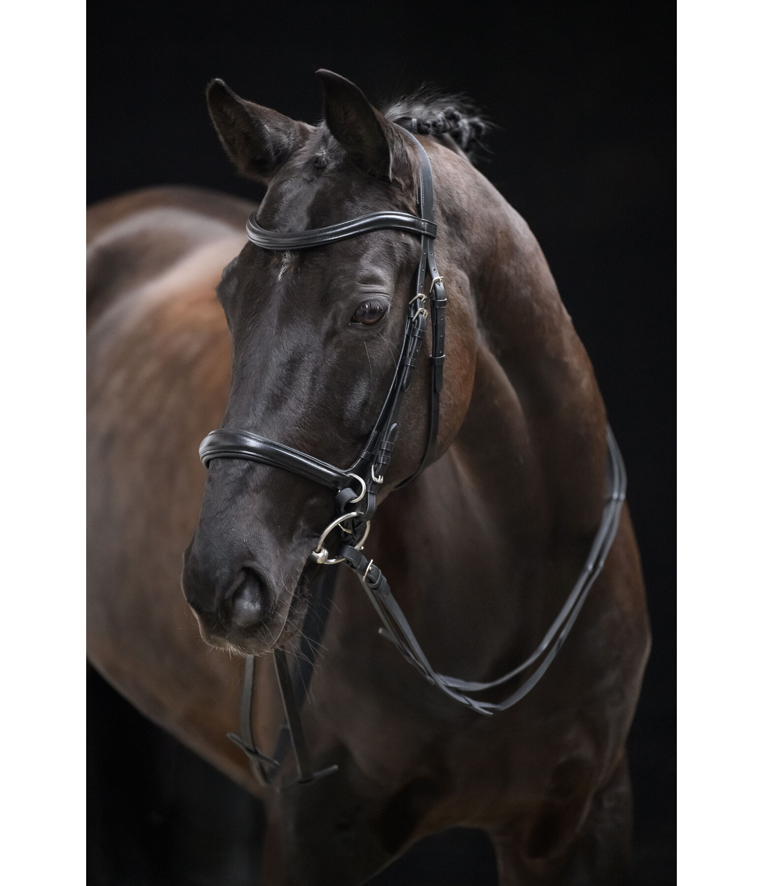 Bridon sans mors 5 en 1