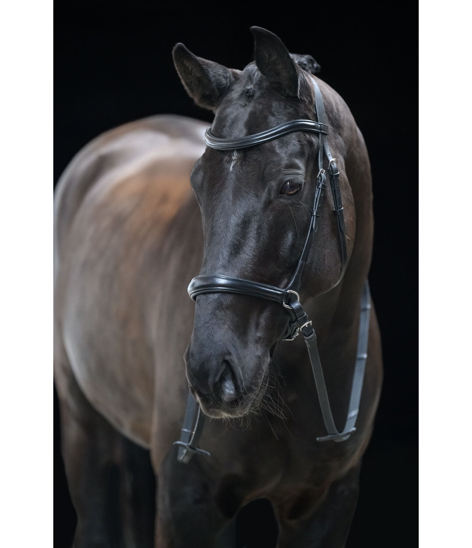 Bridon sans mors 5 en 1