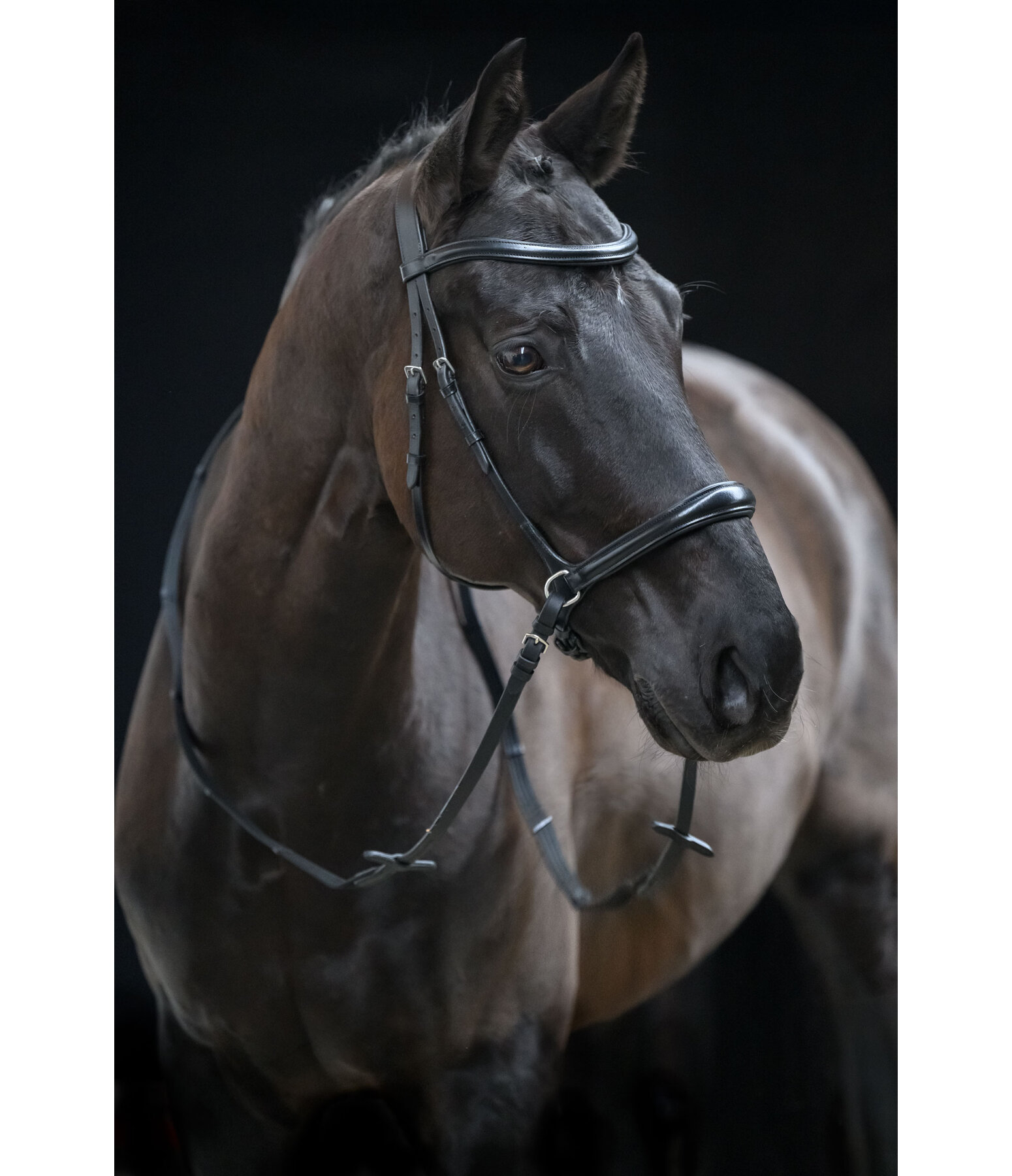 Bridon sans mors 5 en 1