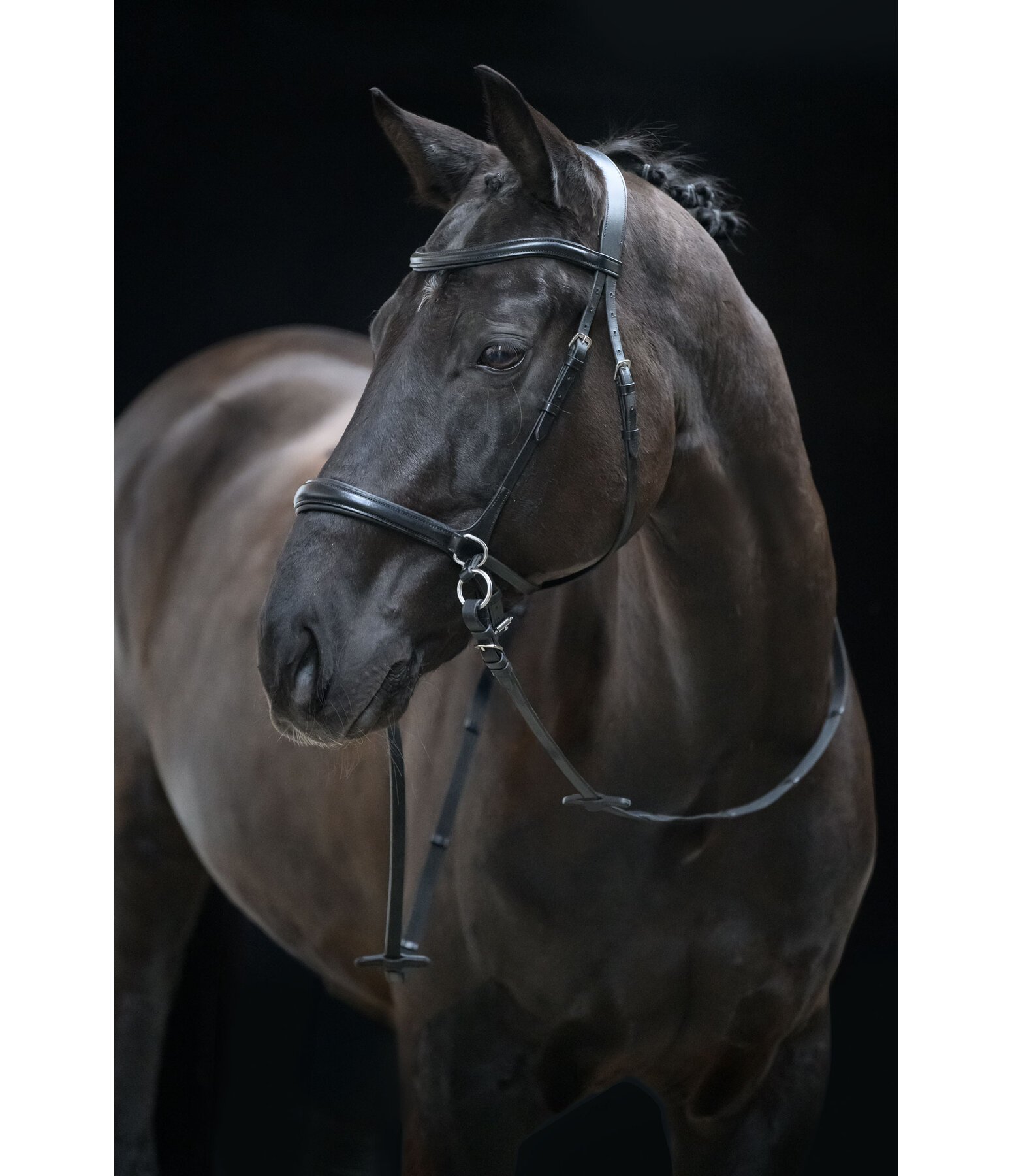 Bridon sans mors 5 en 1