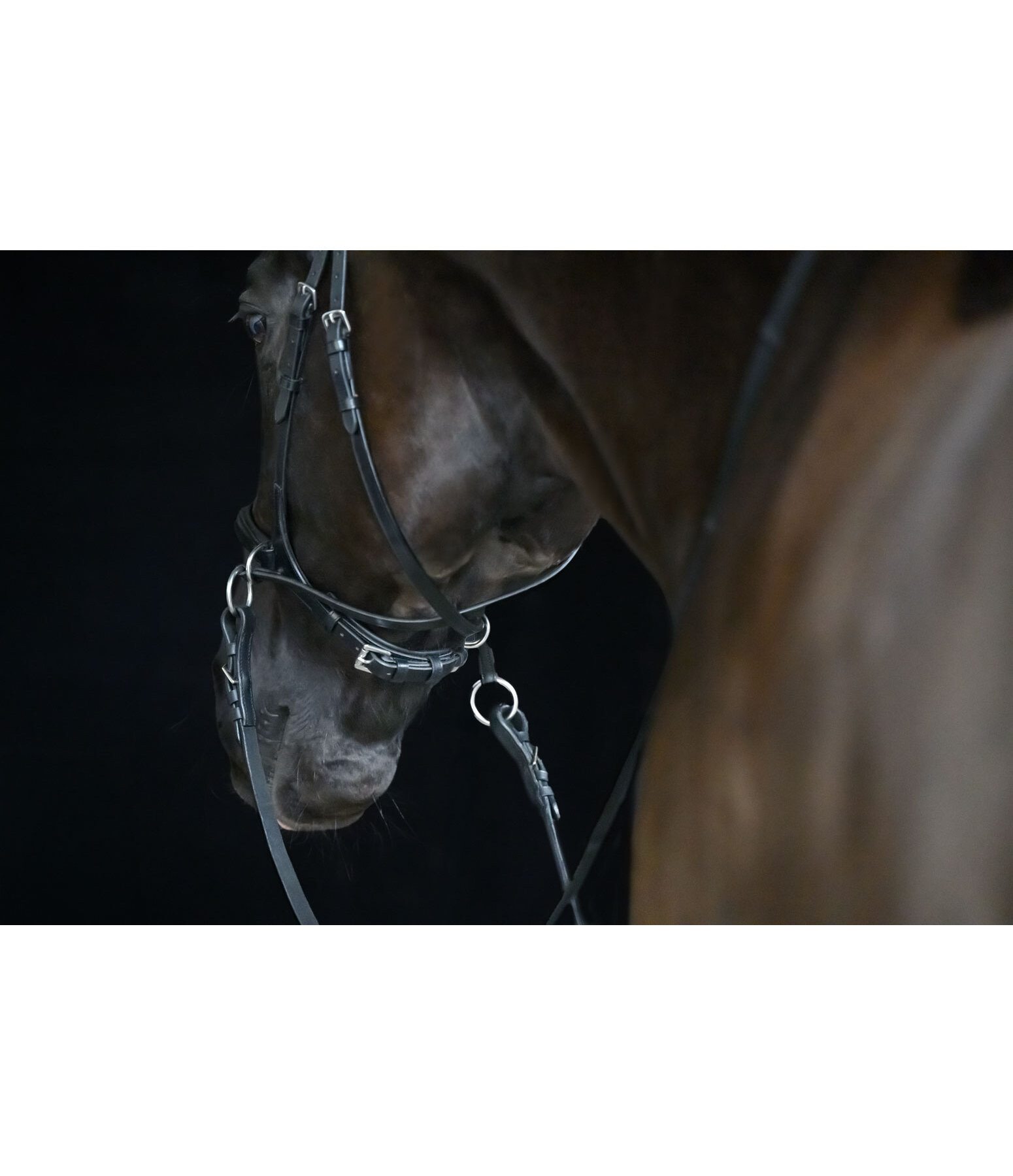 Bridon sans mors 5 en 1