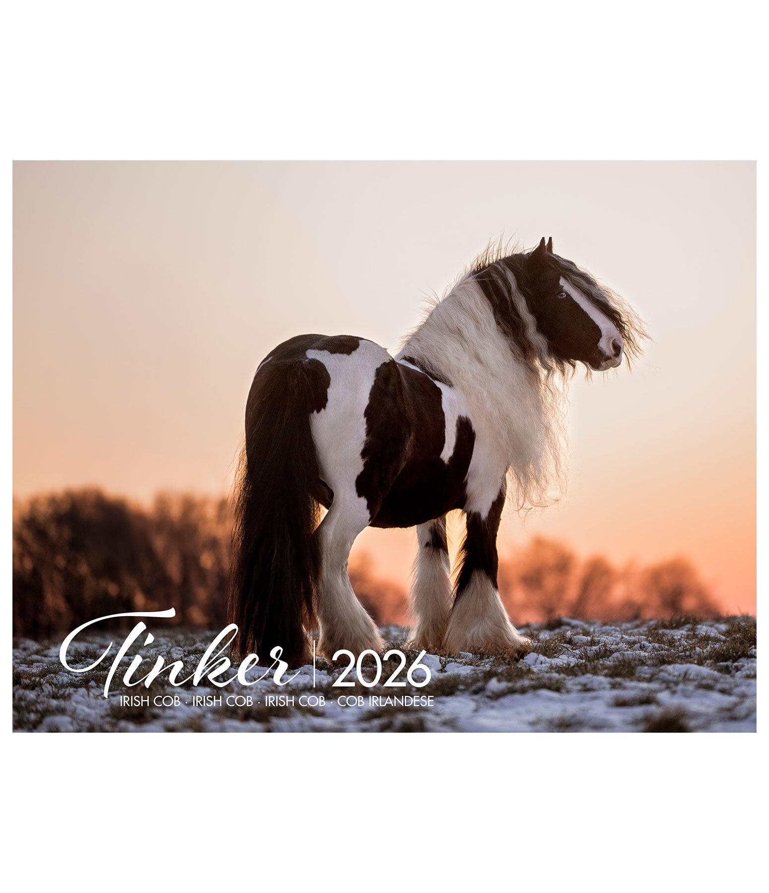 Calendrier Irish Cob 2026