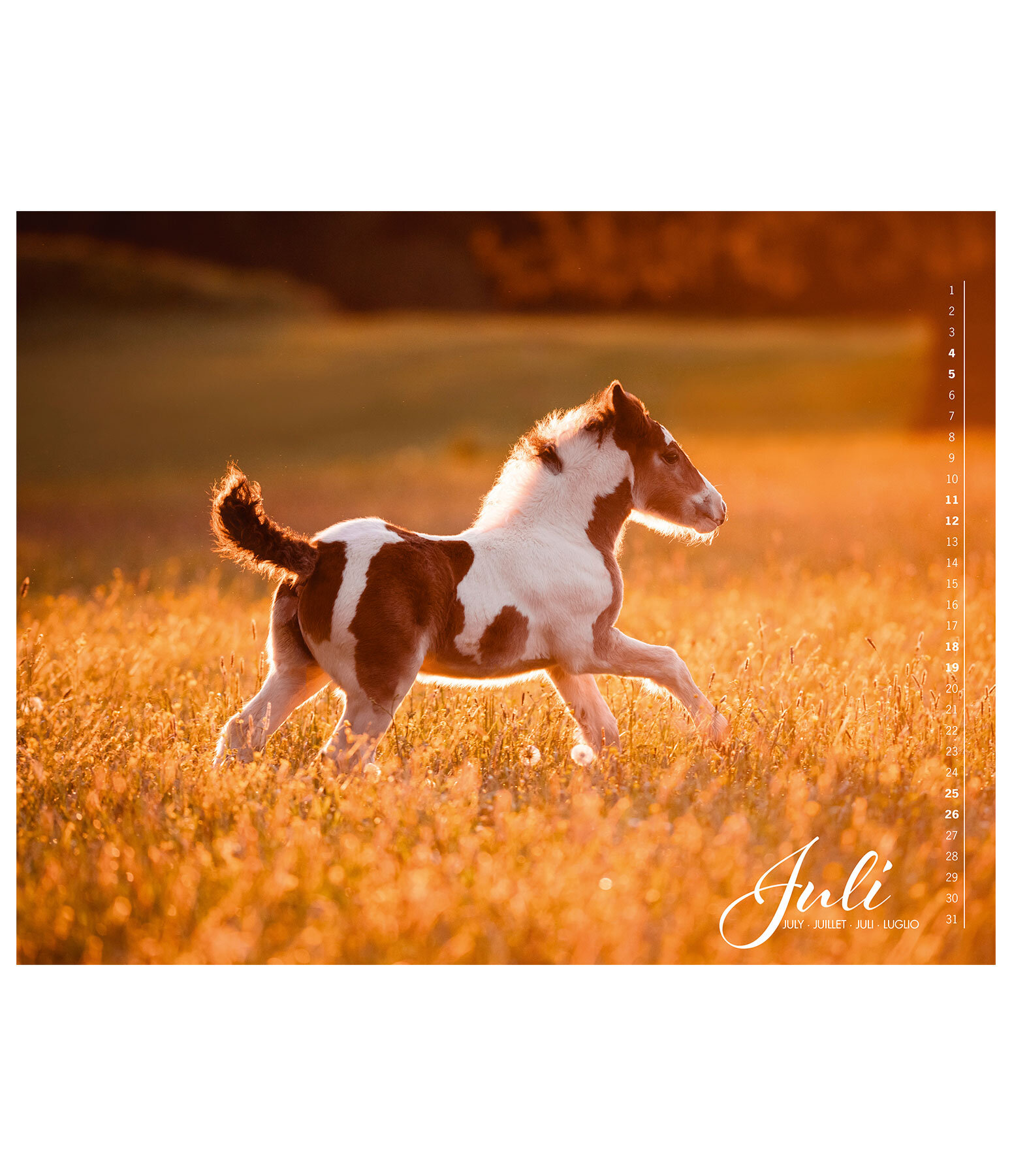 Calendrier Irish Cob 2026