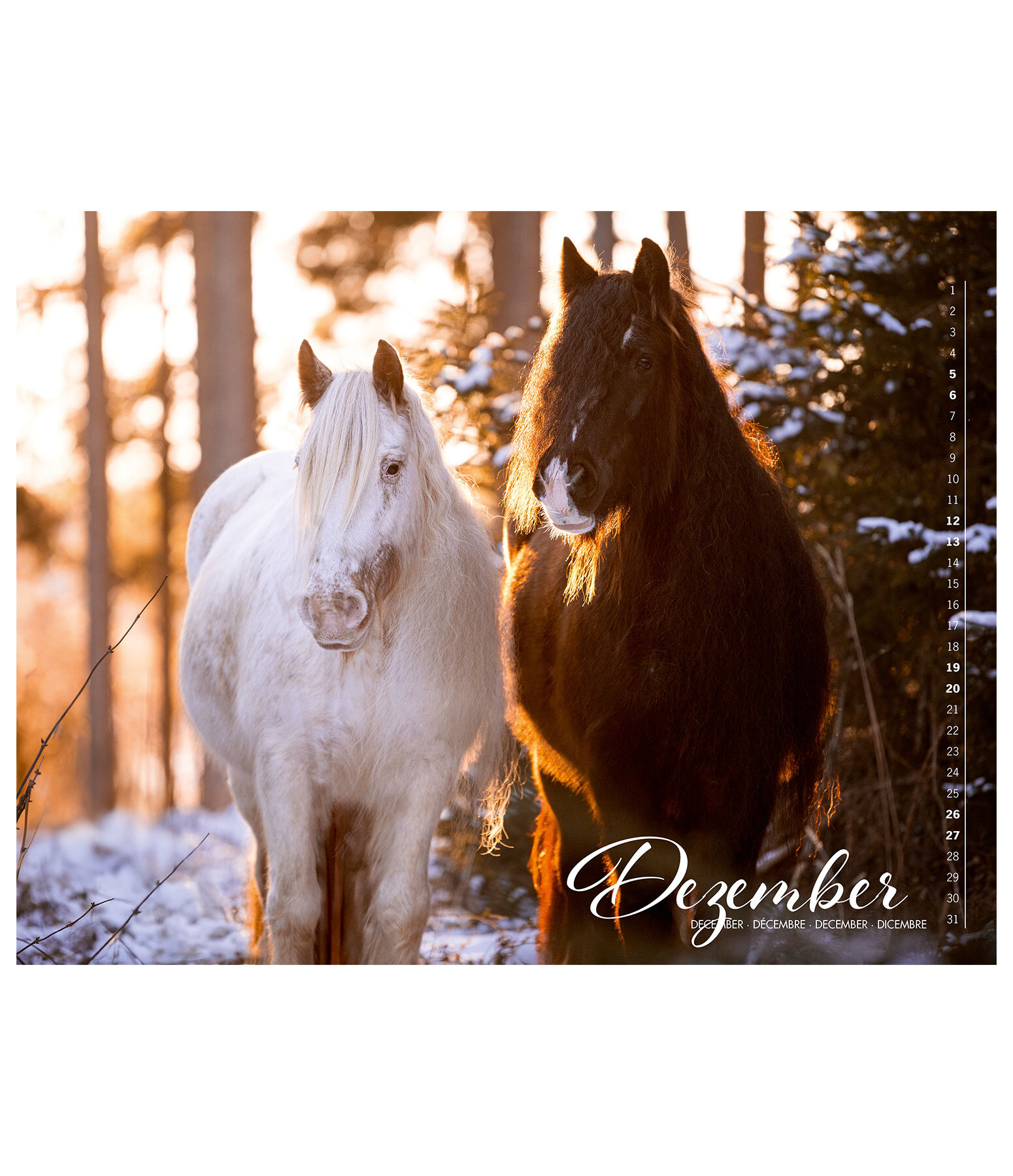 Calendrier Irish Cob 2026