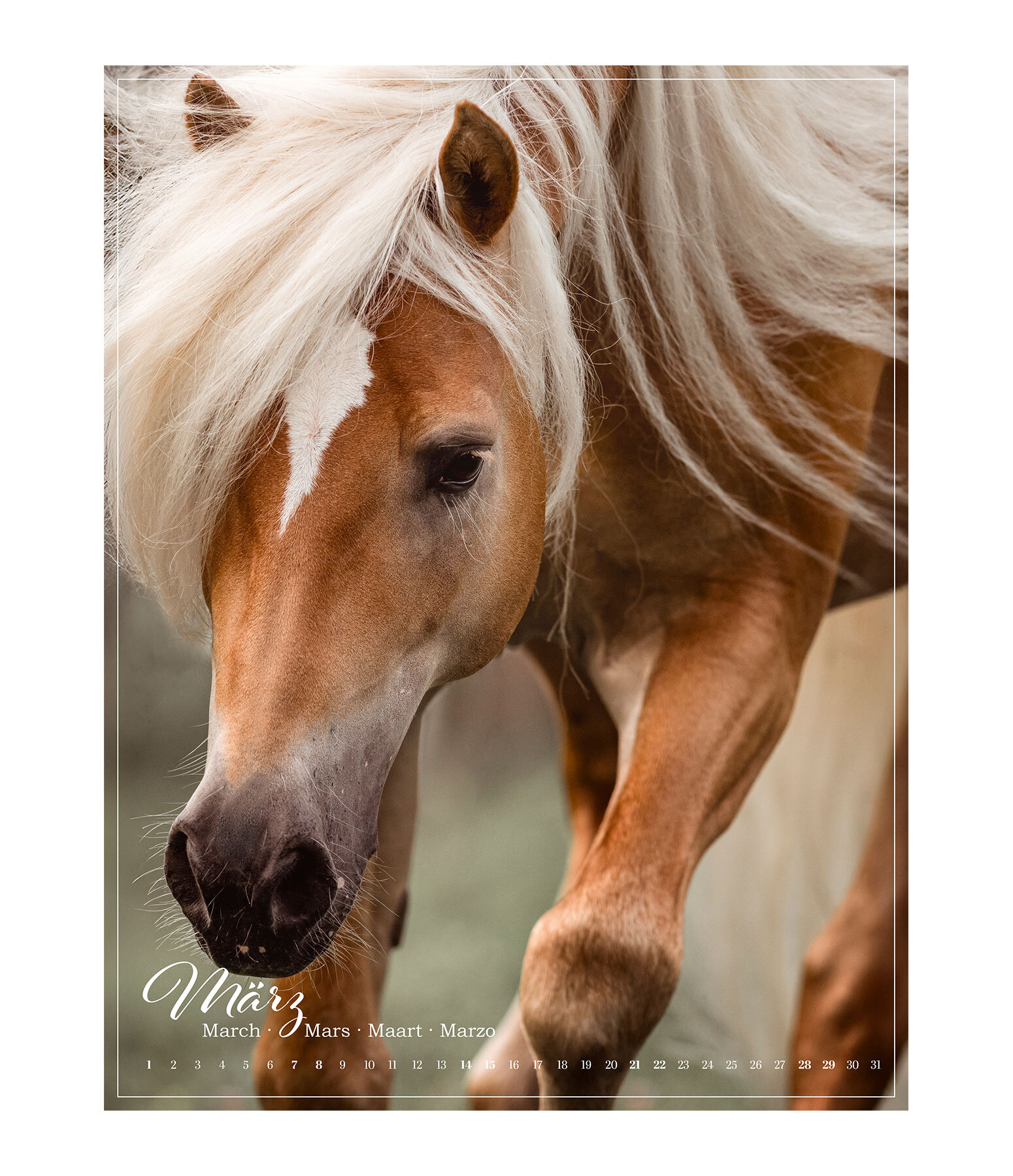 Calendrier 2026 L�amour du cheval