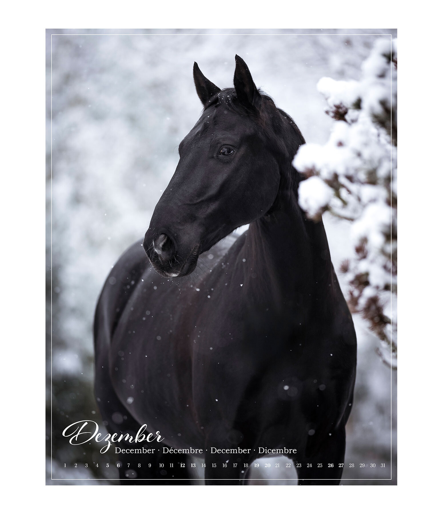 Calendrier 2026 L�amour du cheval