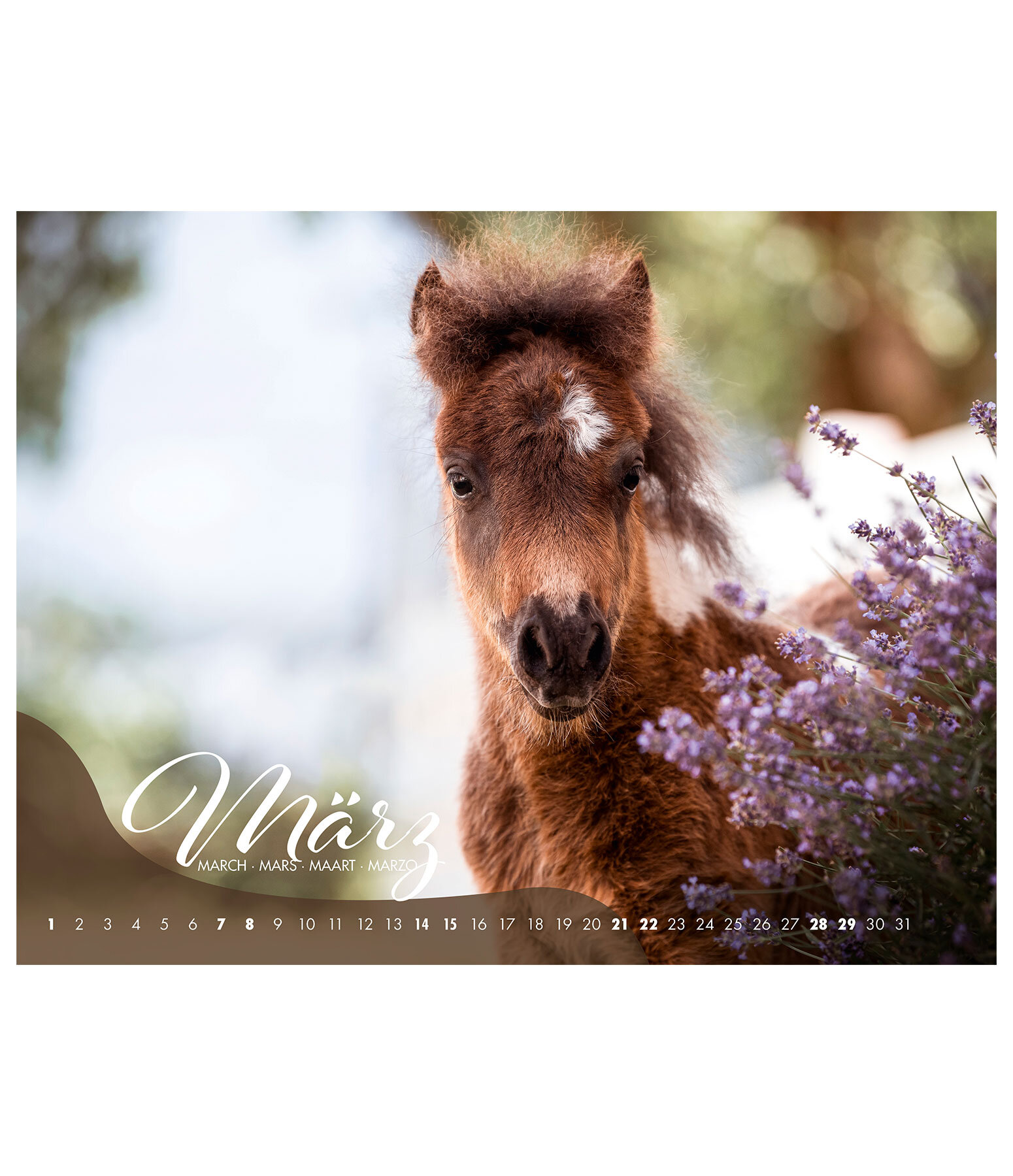 Calendrier Poulains 2026