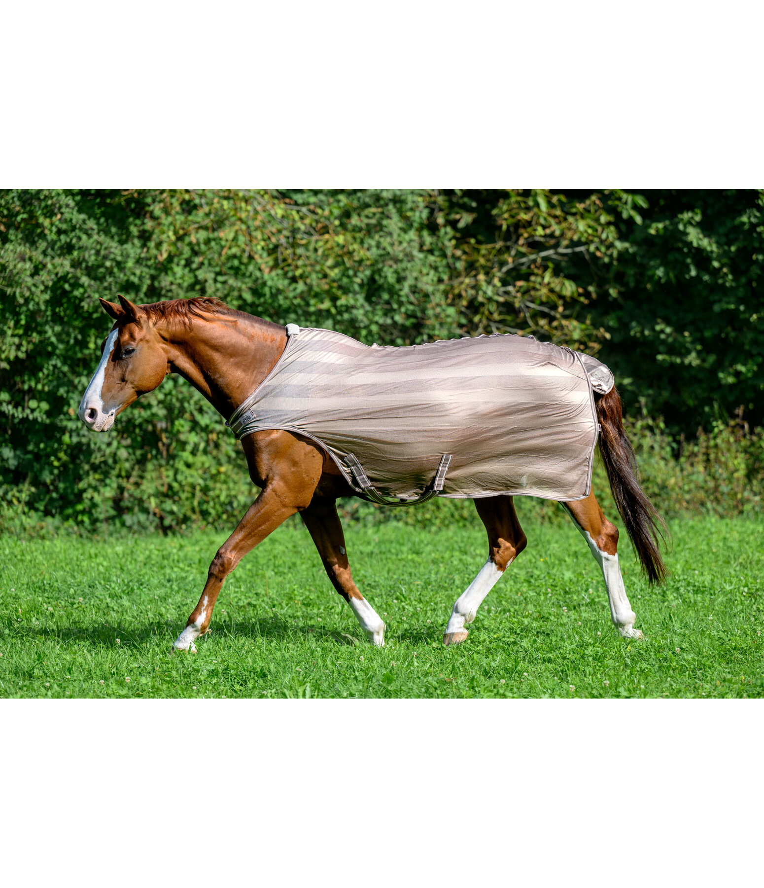 Chemise de marcheur anti-mouches  Economy Light