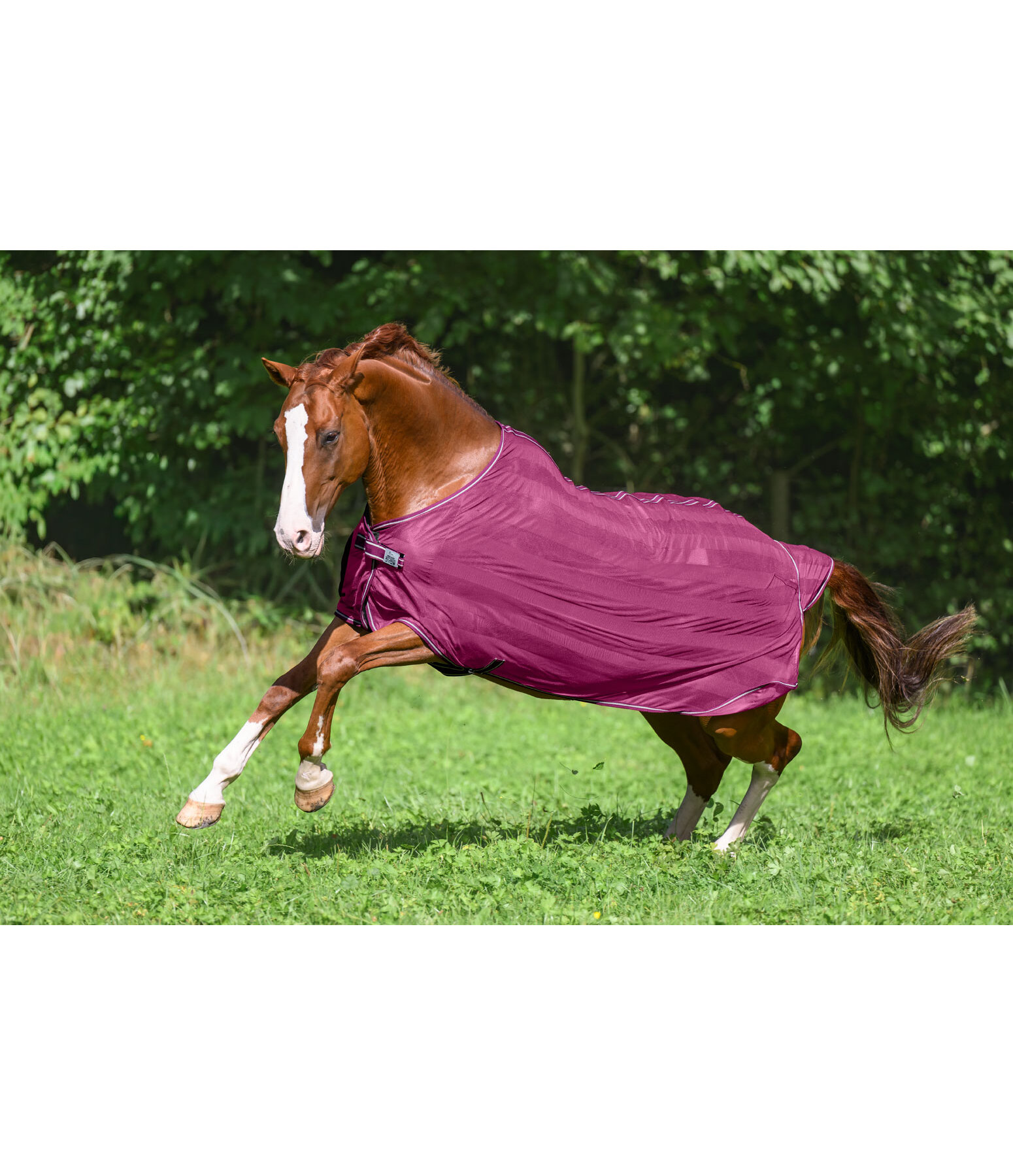 Chemise anti-mouches  Economy Light