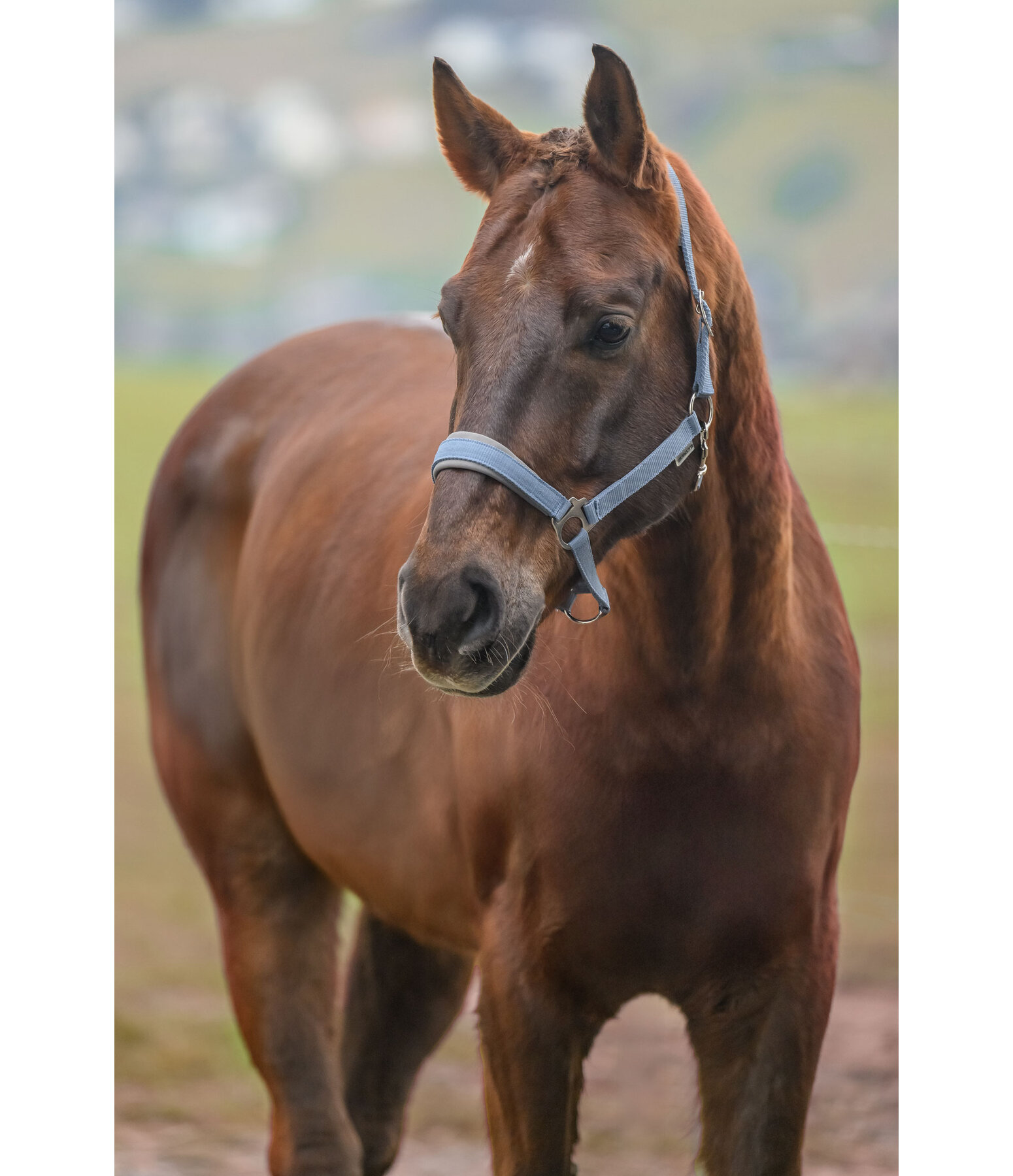 Licol en nylon  prix cass II