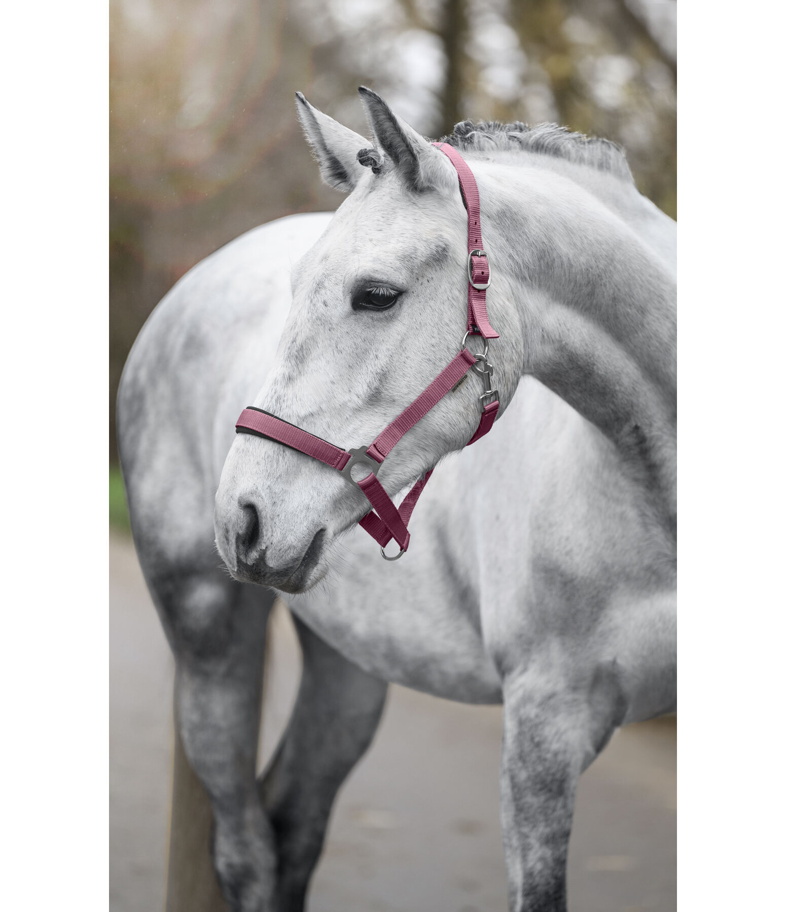 Licol en nylon � prix cass� II