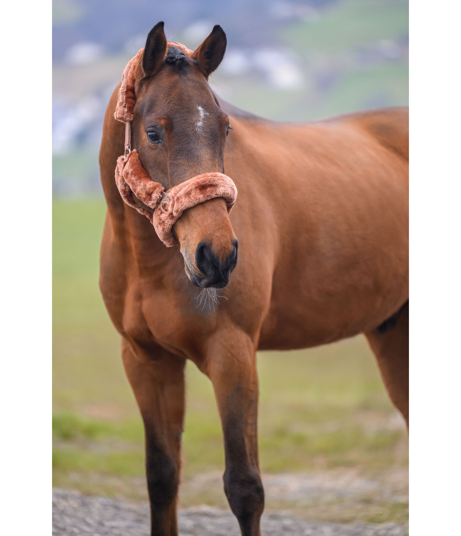 Licol en polaire Teddy  Protection