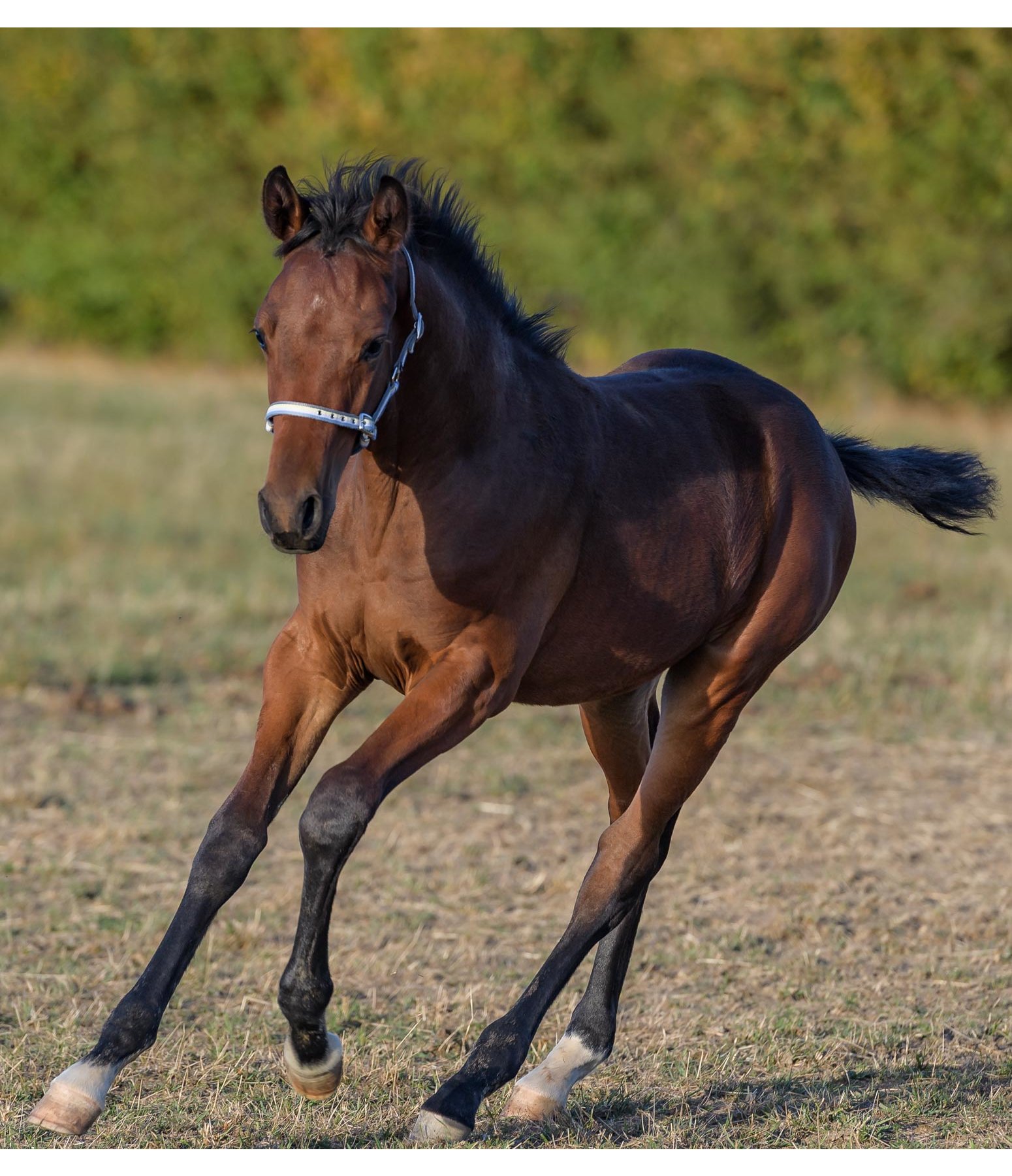 Longe De Travail Kerbl Pour Cheval - 7,5m, Noir, Avec Mousqueton