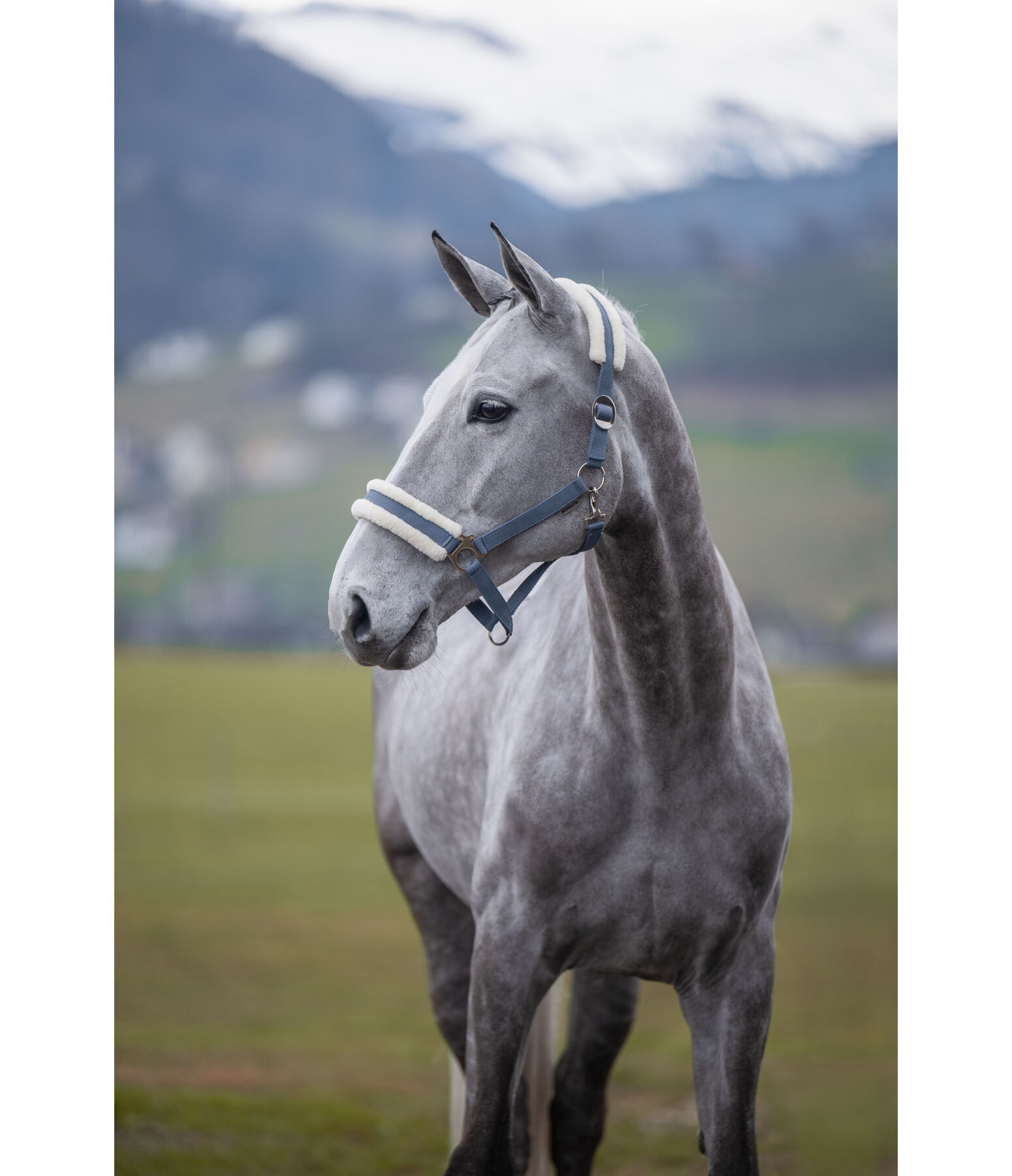 Licol en polaire Teddy  prix cass III