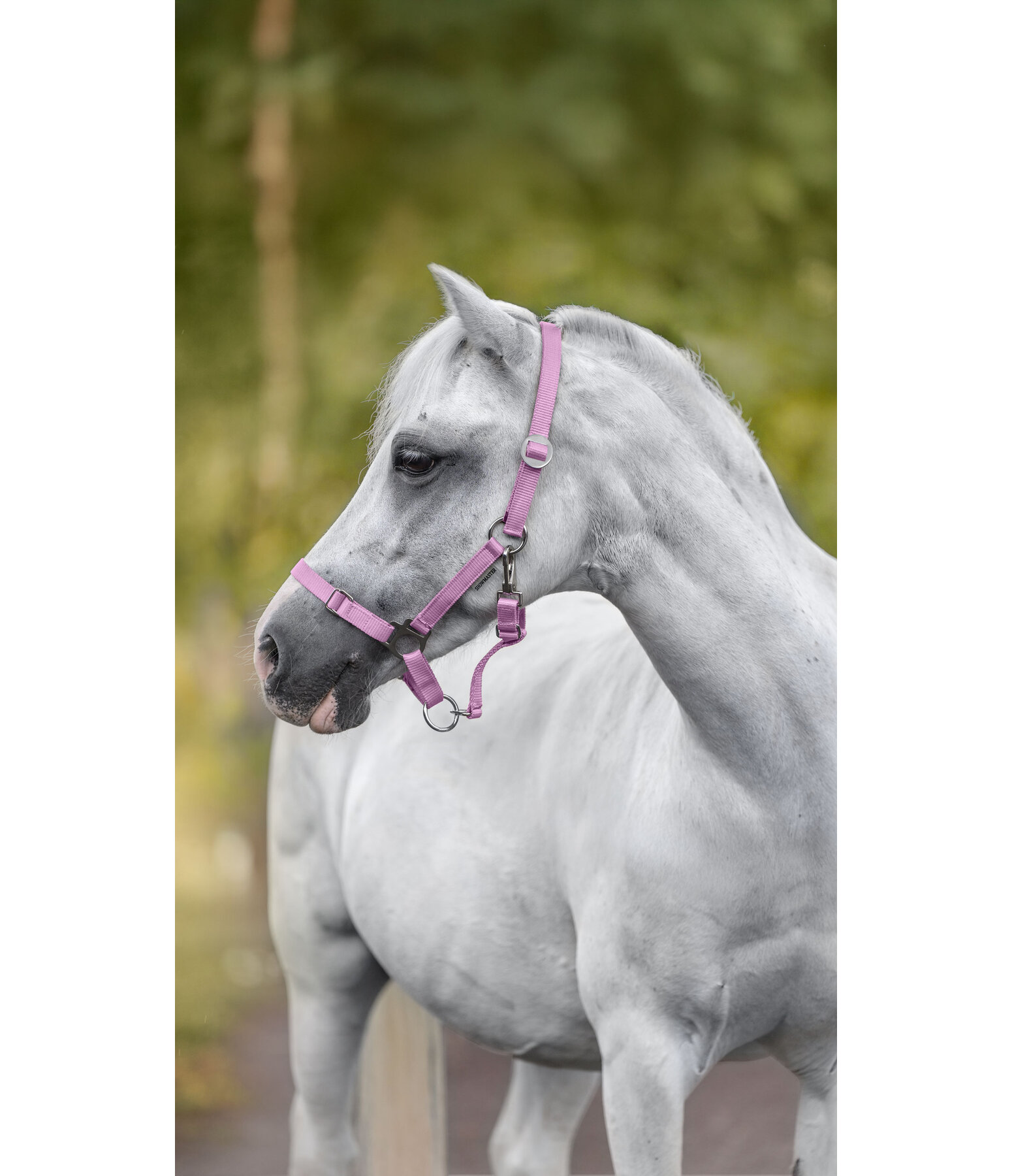 Licol poulain et shetland  Grow With You