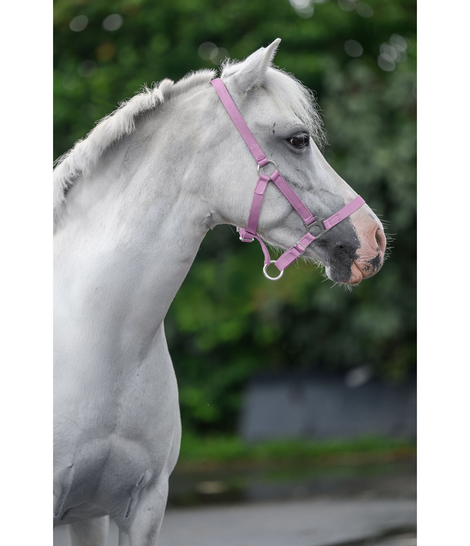 Licol poulain et shetland  Grow With You